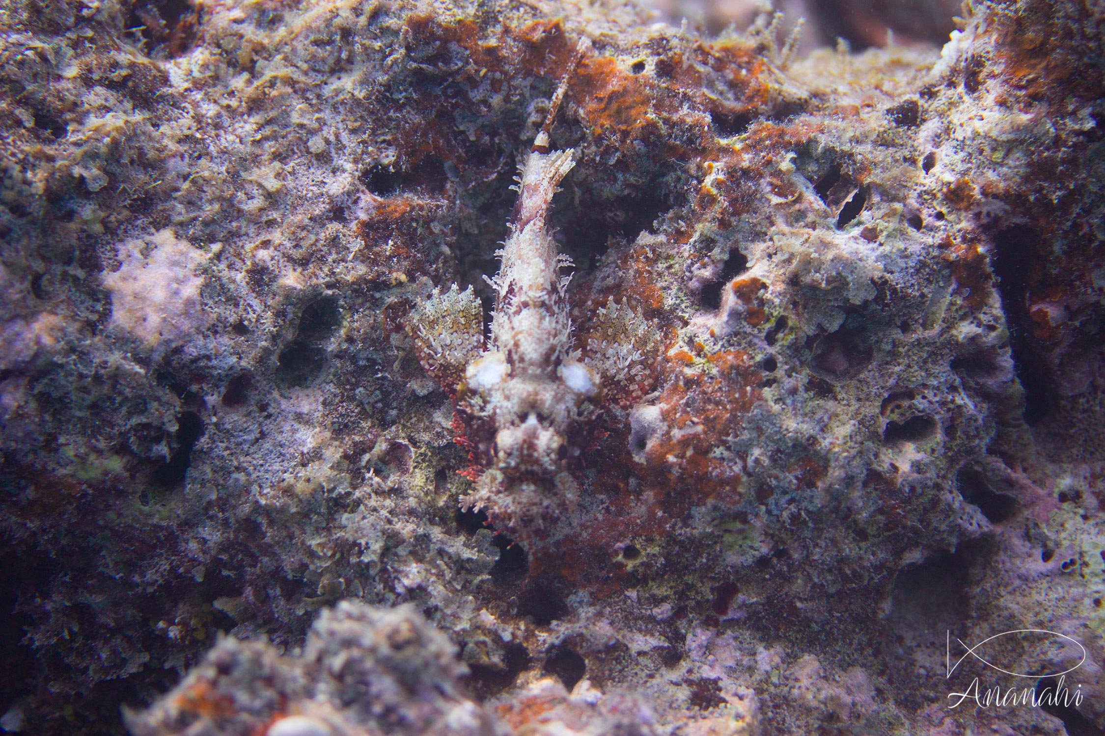 Poisson-scorpion à houppe de Mayotte