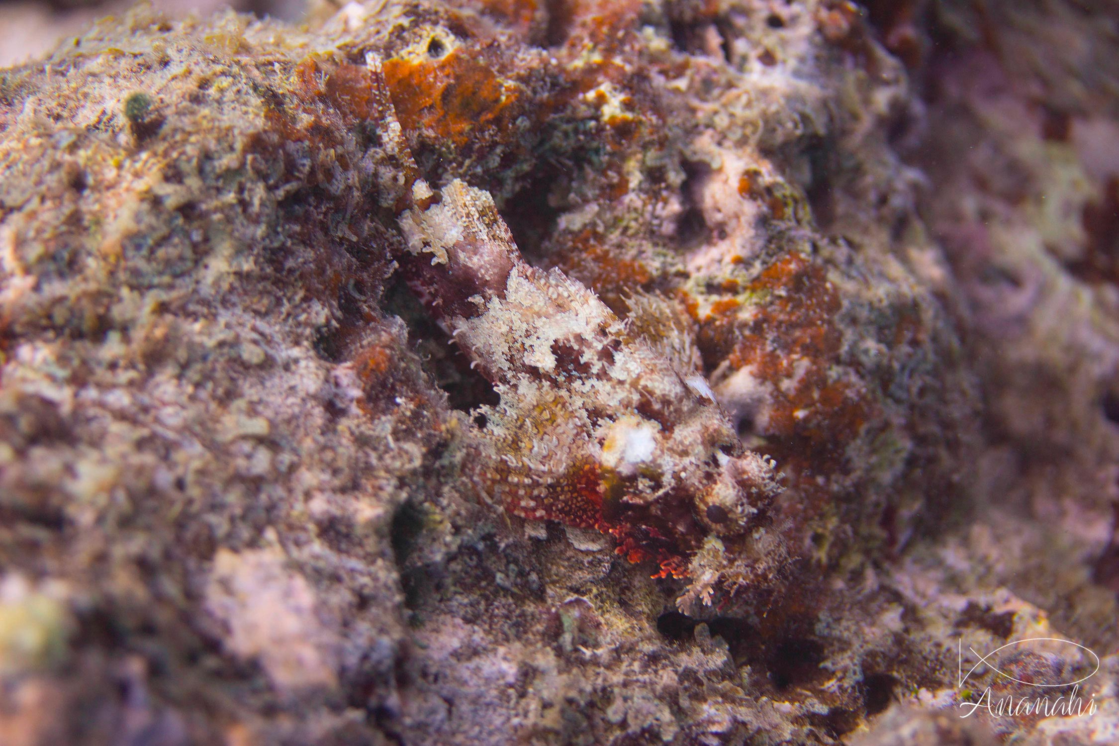 Poisson-scorpion à houppe de Mayotte