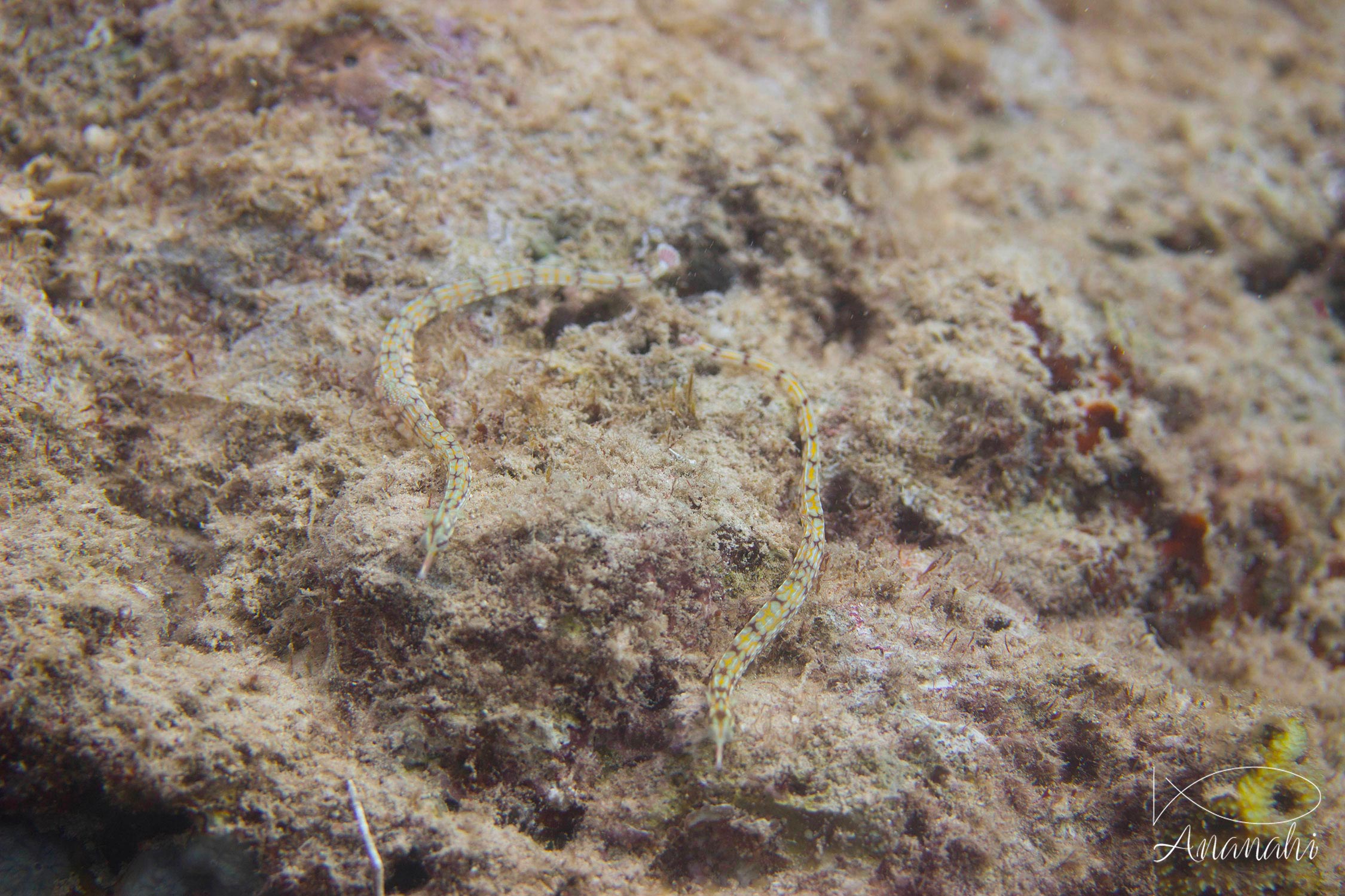 Syngnathe à réseaux de Mayotte