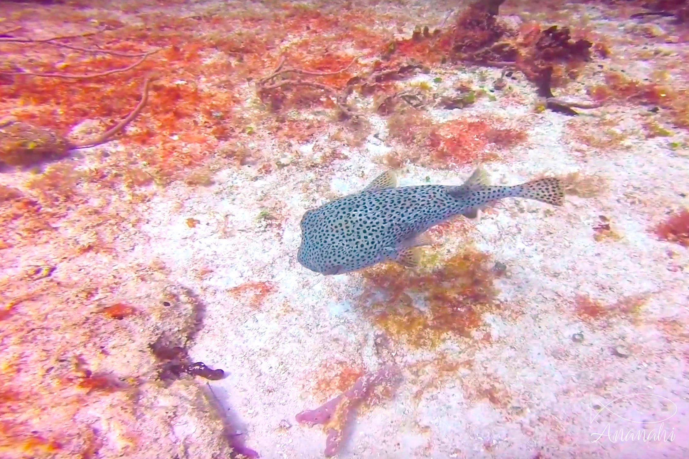 Poisson ballon étoilé de Mexique