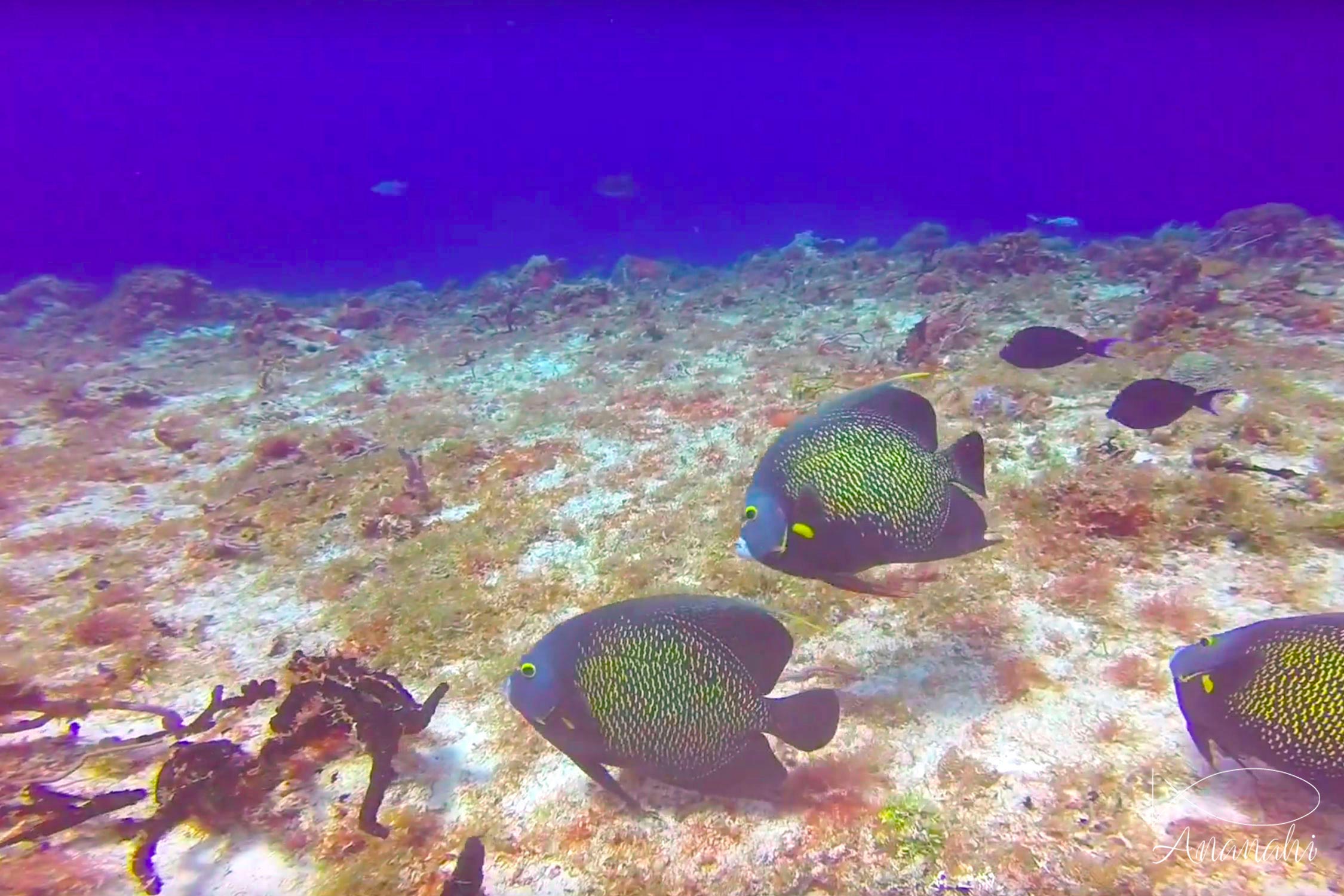 Poisson ange français de Mexique