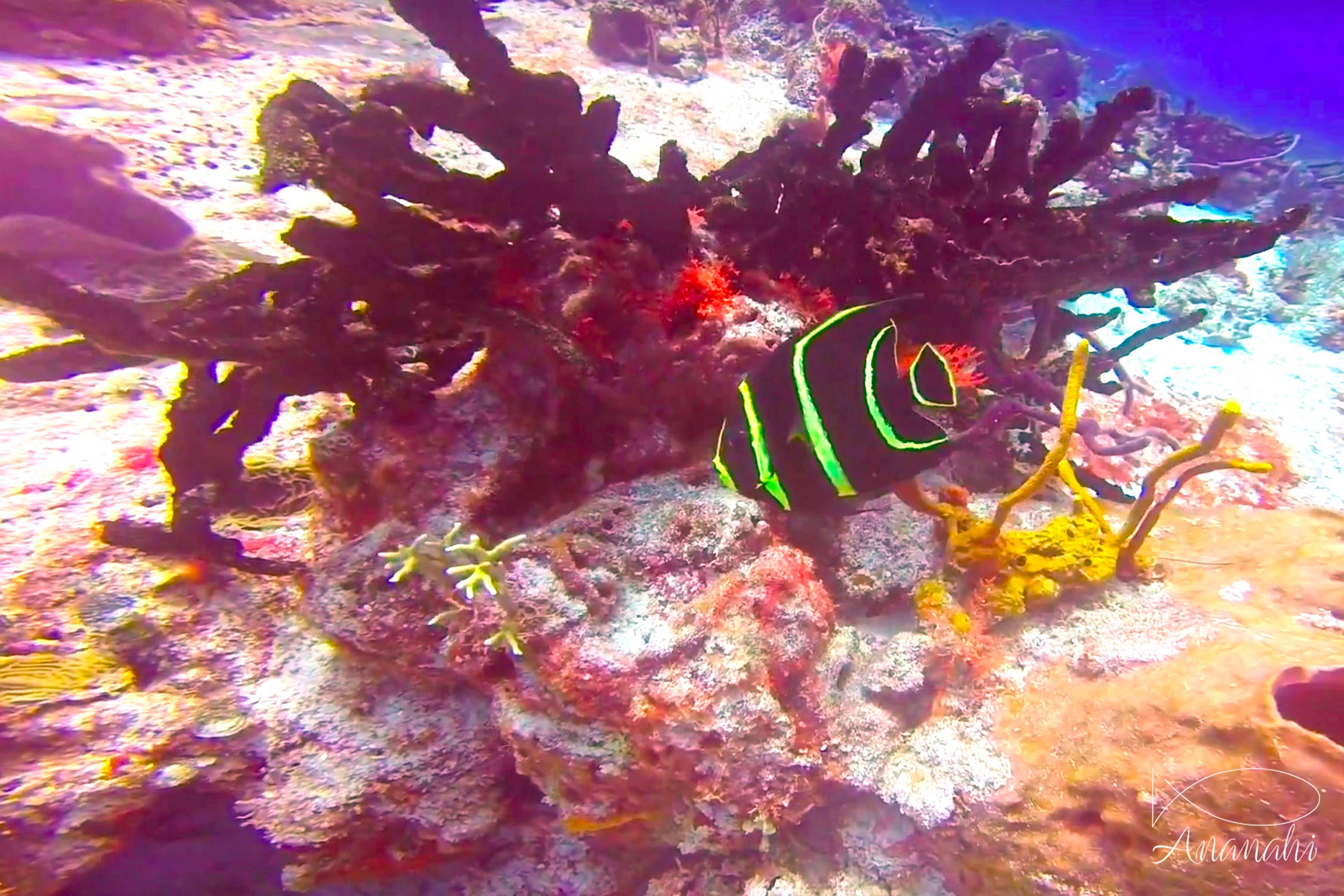 Poisson ange français juvénile de Mexique