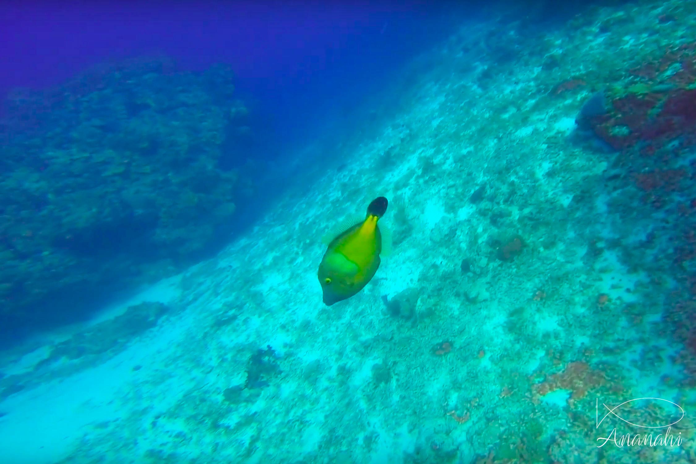 Poisson lime à taches blanches de Mexique