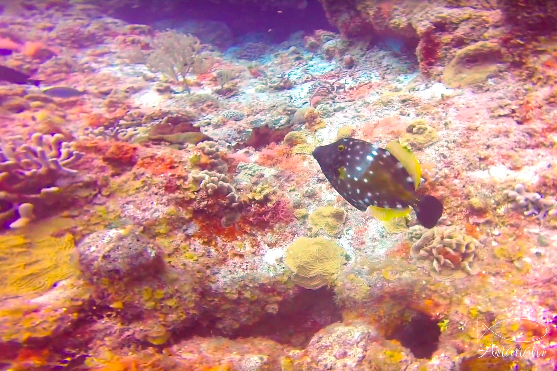 Poisson lime à taches blanches de Mexique