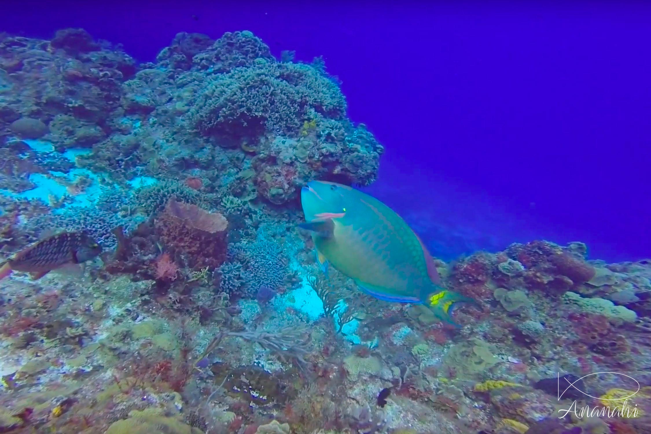 Poisson perroquet commun de Mexique