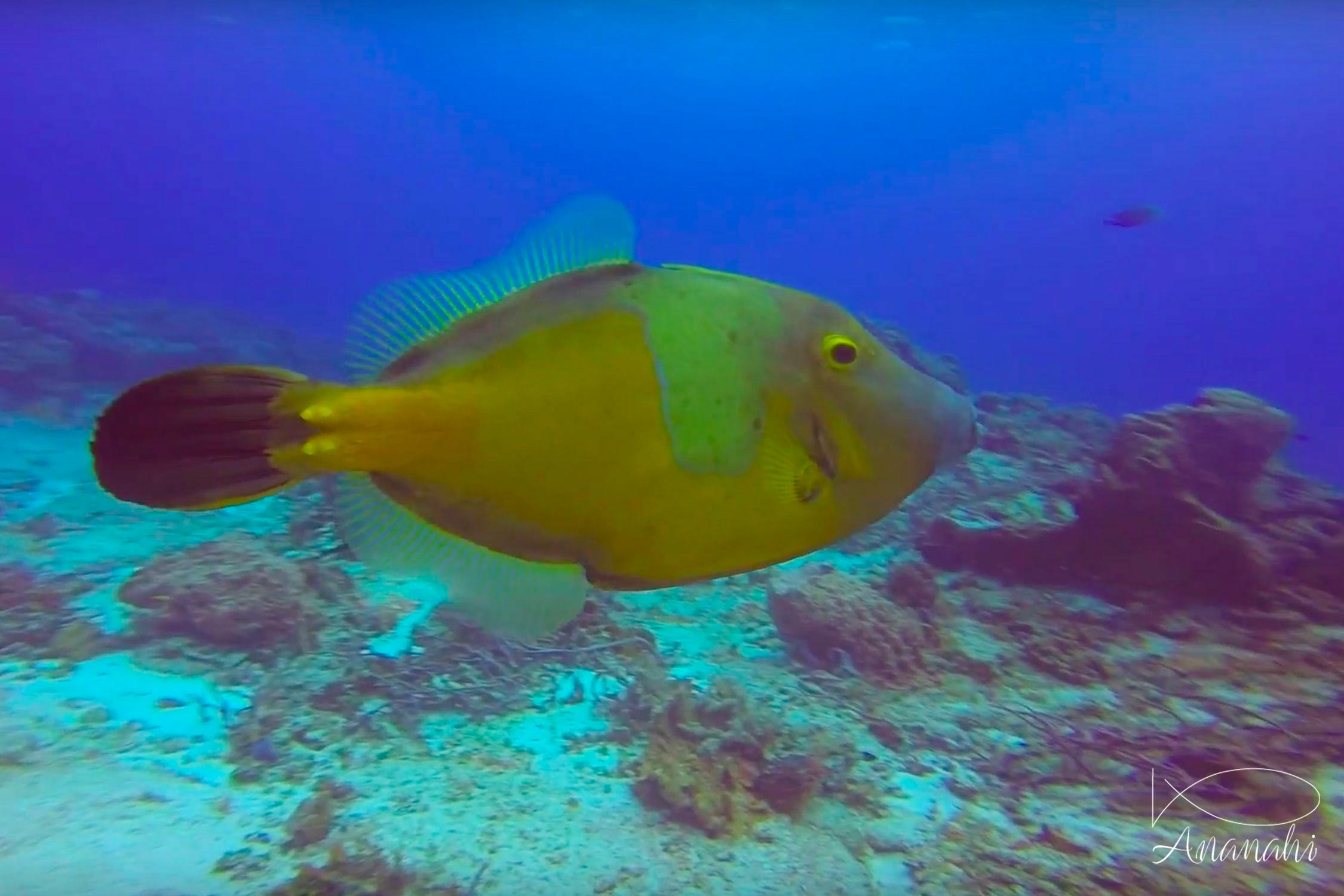 Poisson lime à taches blanches de Mexique