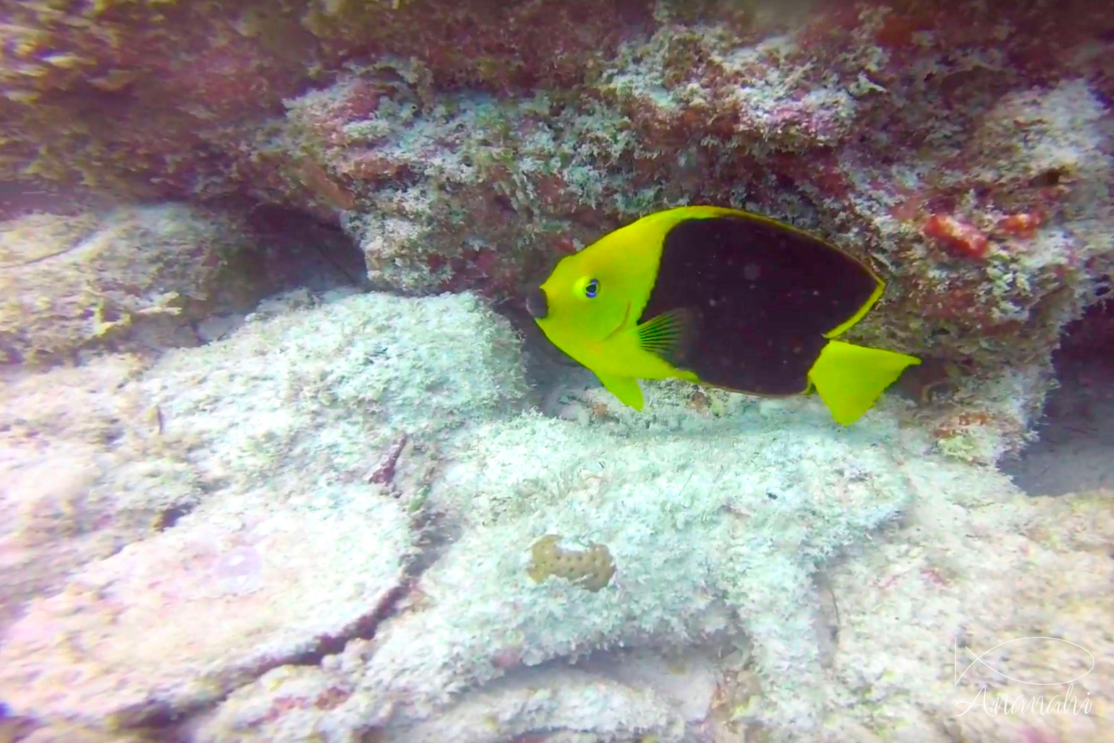 Poisson ange des Caraïbes de Mexique