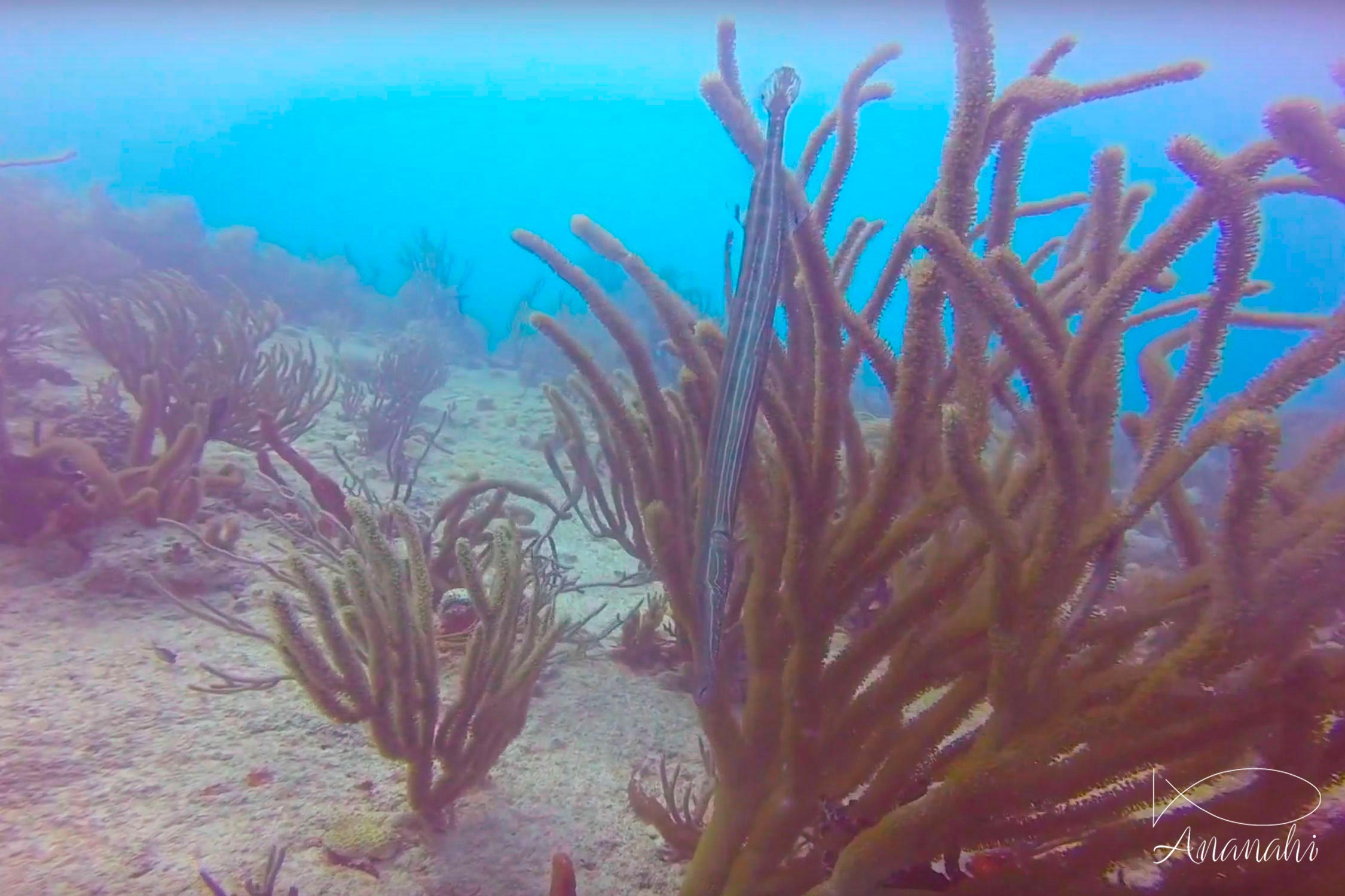 Poisson trompette des Caraïbes de Mexique