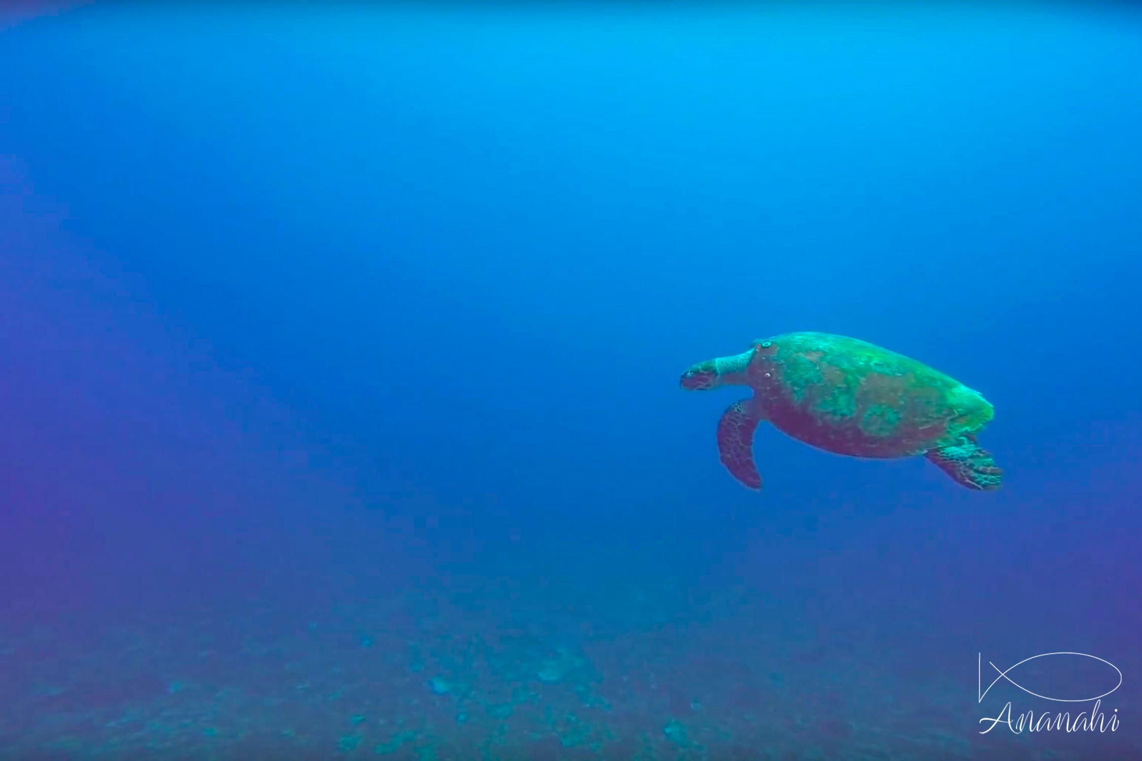 Tortue imbriquée de Mexique