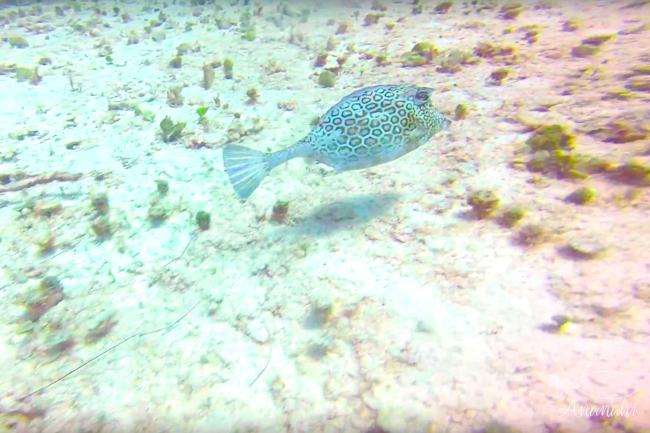 Poisson coffre nid d'abeilles de Mexique