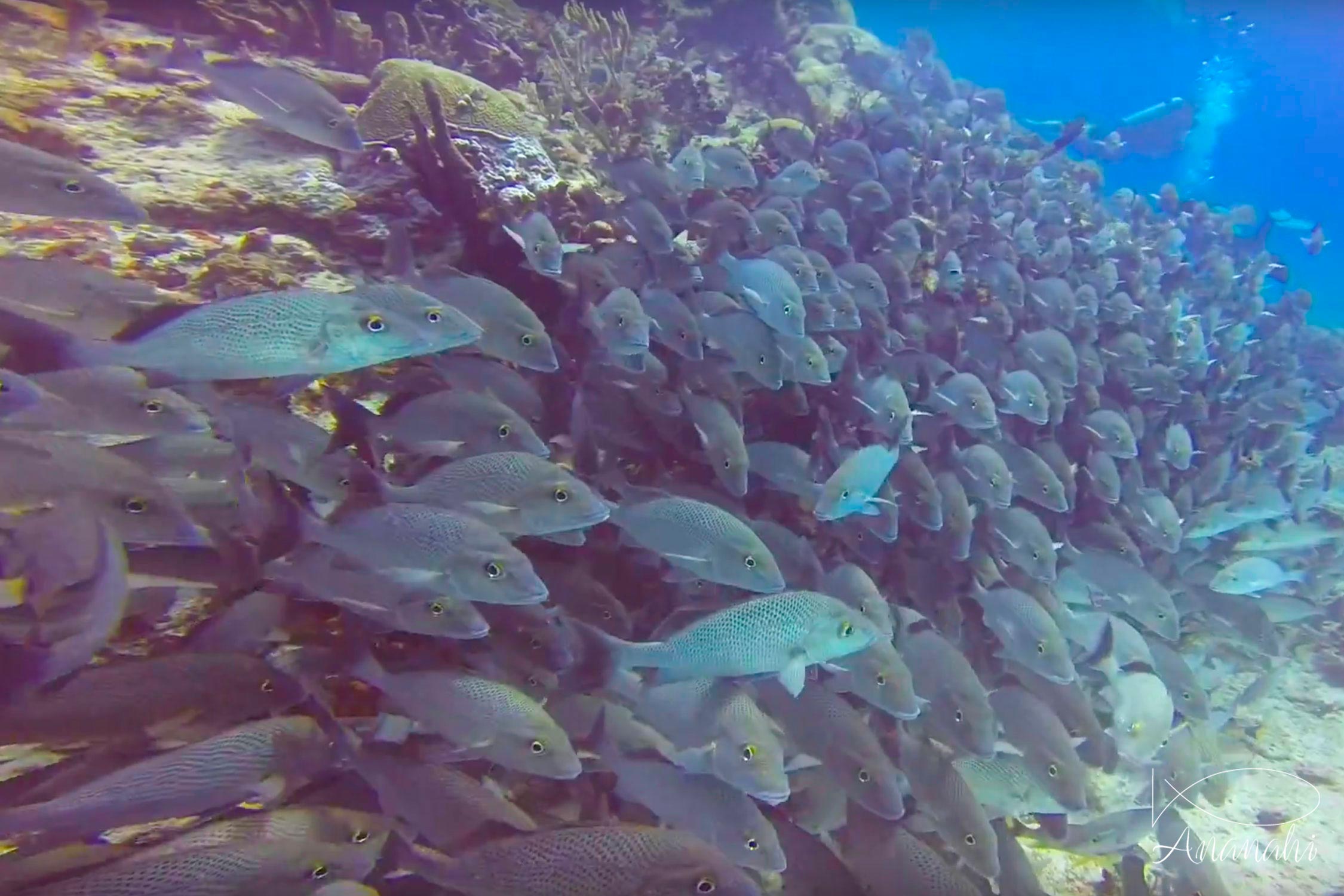 Vivaneau des mangroves de Mexique