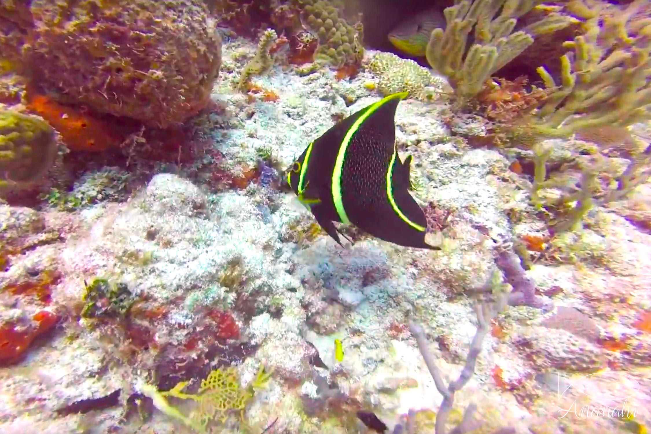 Poisson ange français juvénile de Mexique