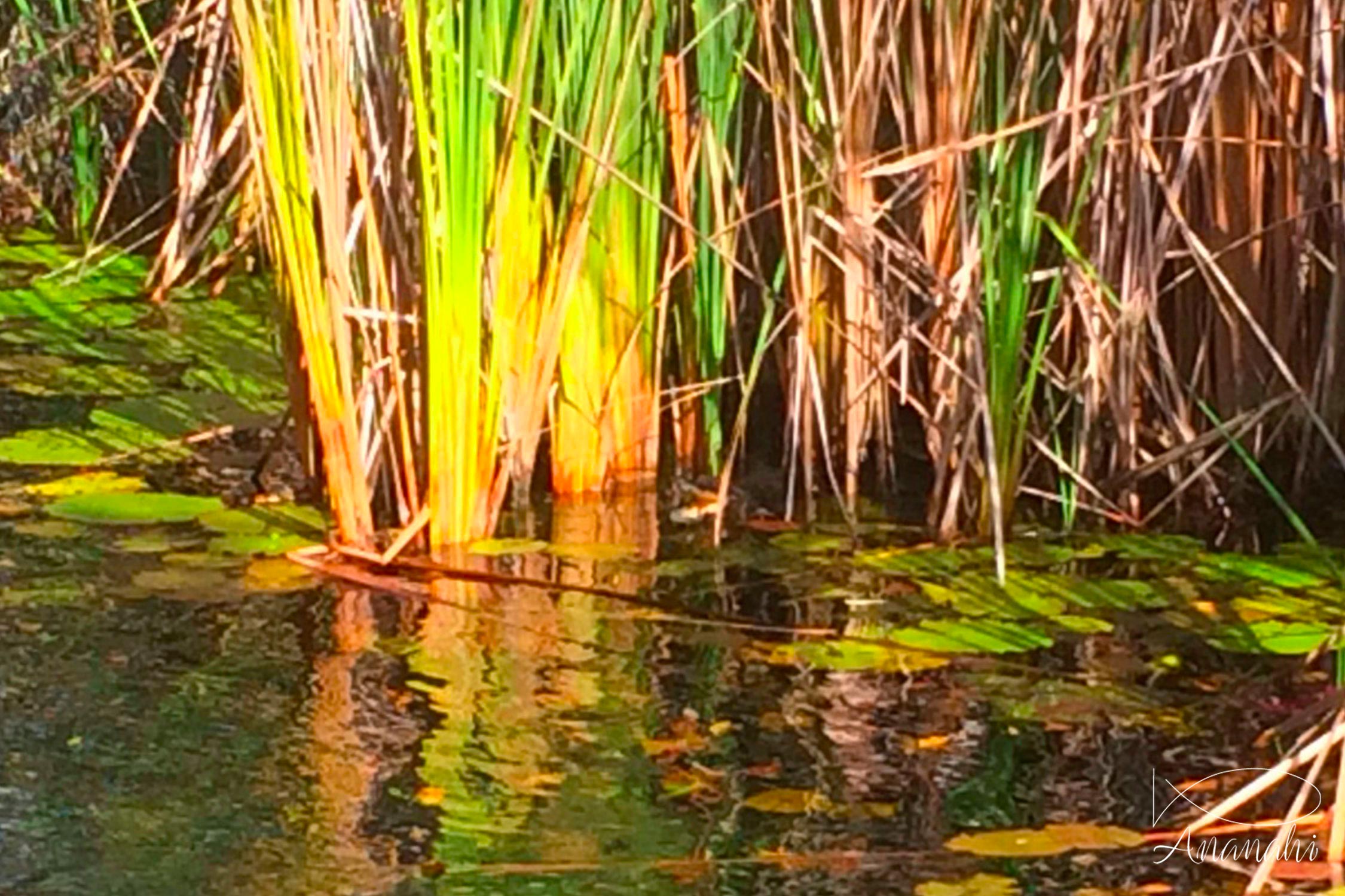 Crocodile américain juvénile de Mexique