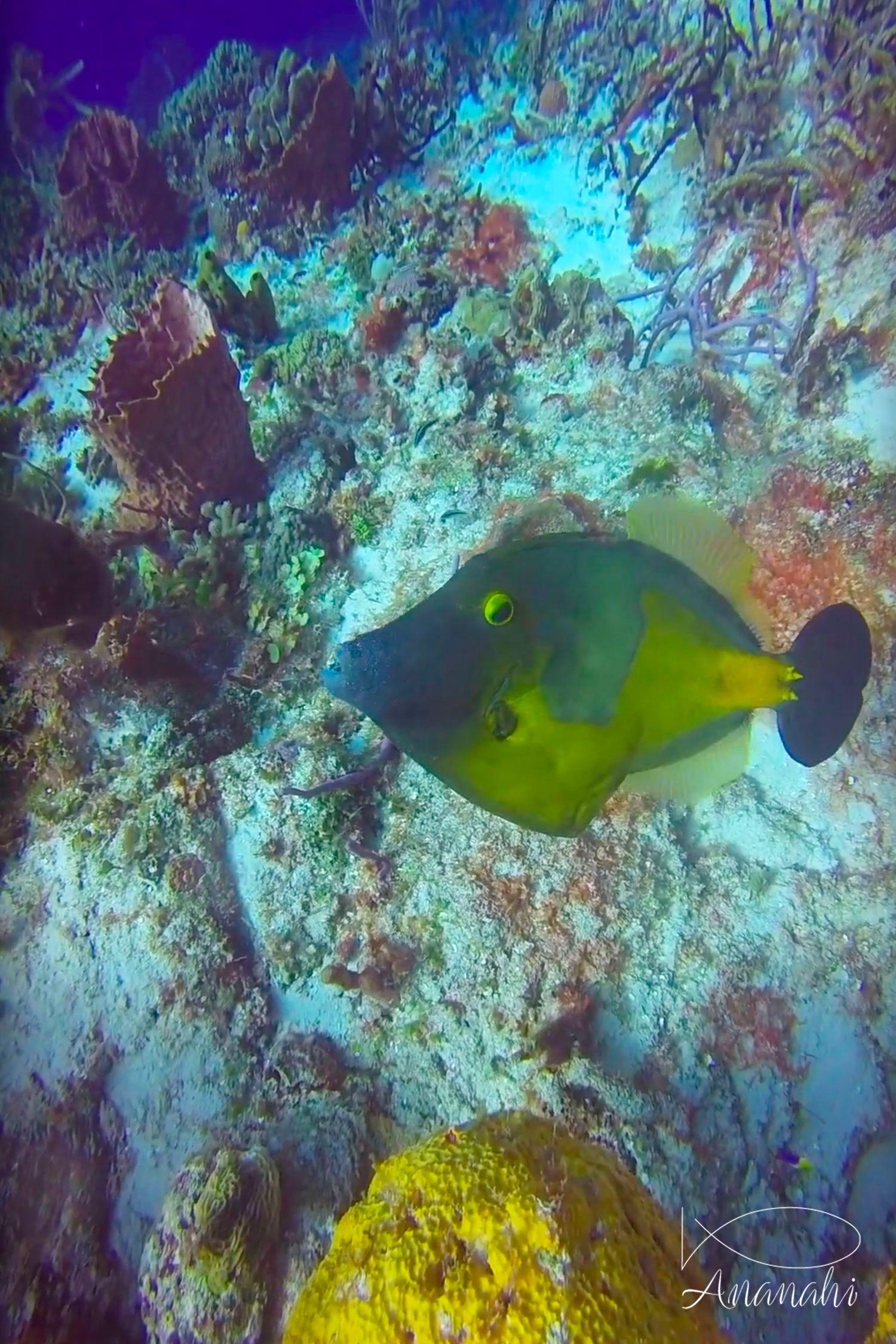 Poisson lime à taches blanches de Mexique