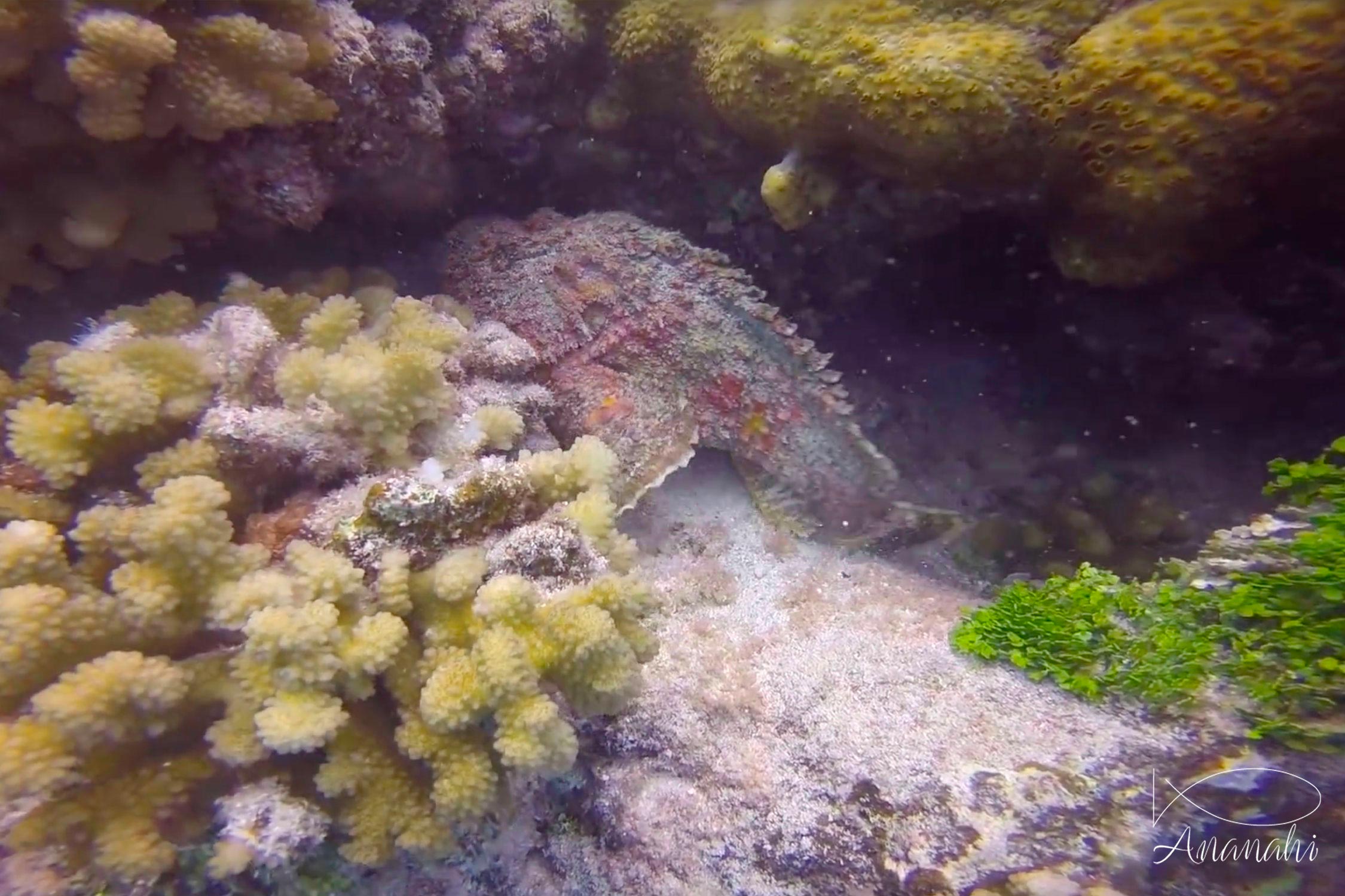 Poisson pierre commun de Polynésie française