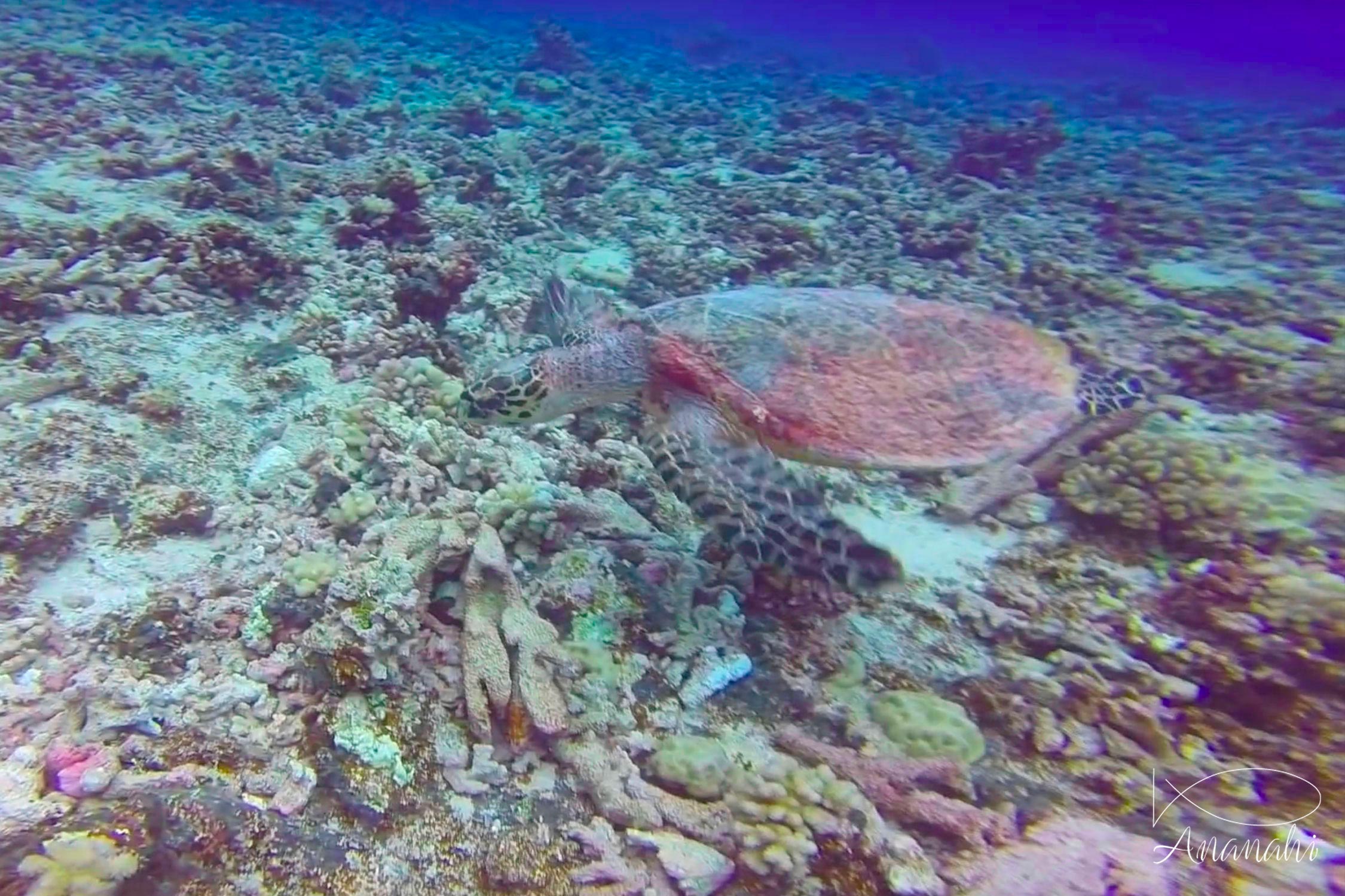 Tortue imbriquée de Polynésie française