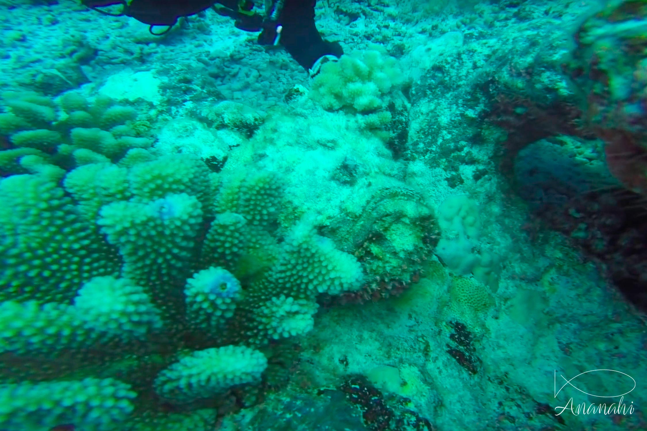 Poisson pierre commun de Polynésie française