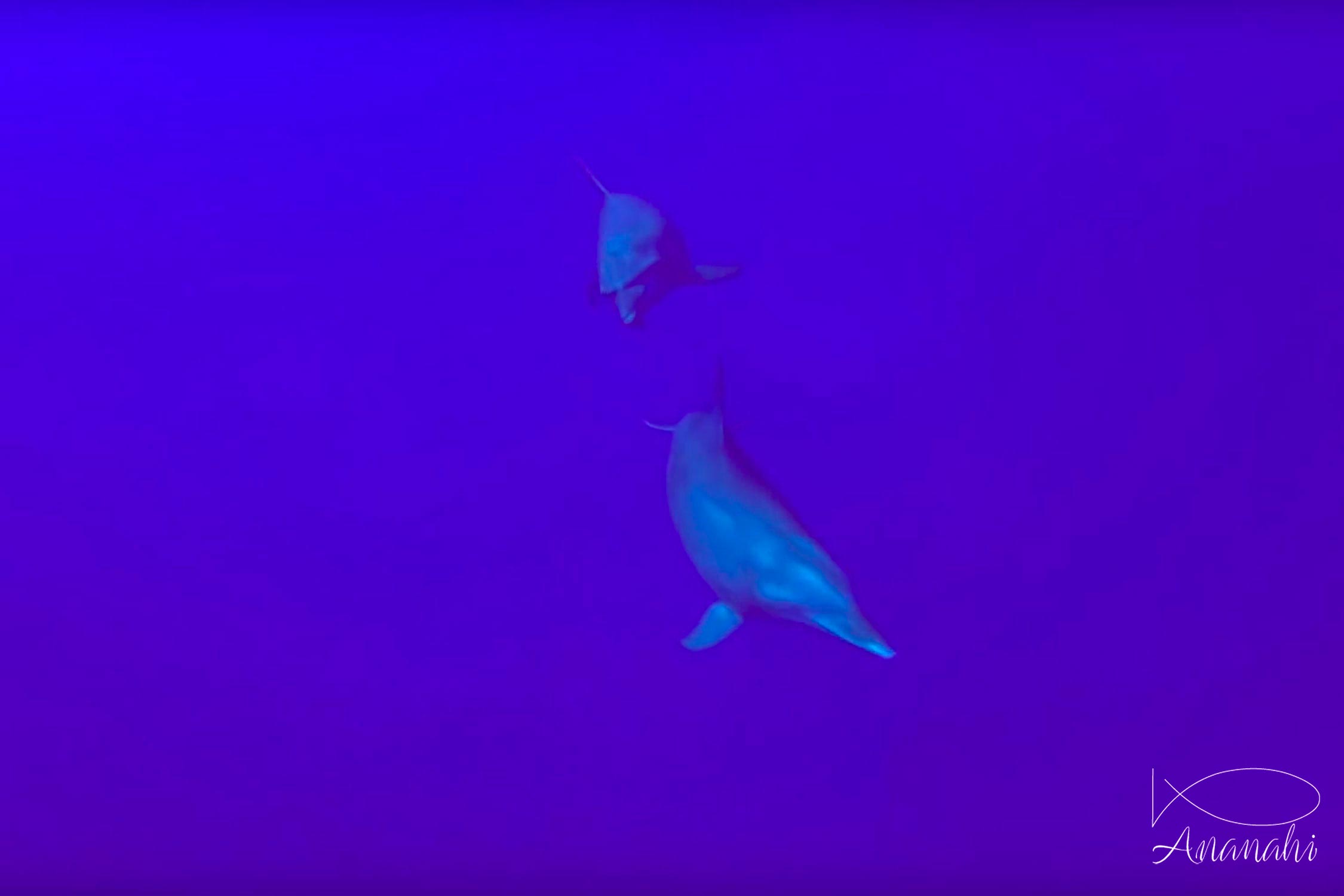 Grand dauphin de Polynésie française