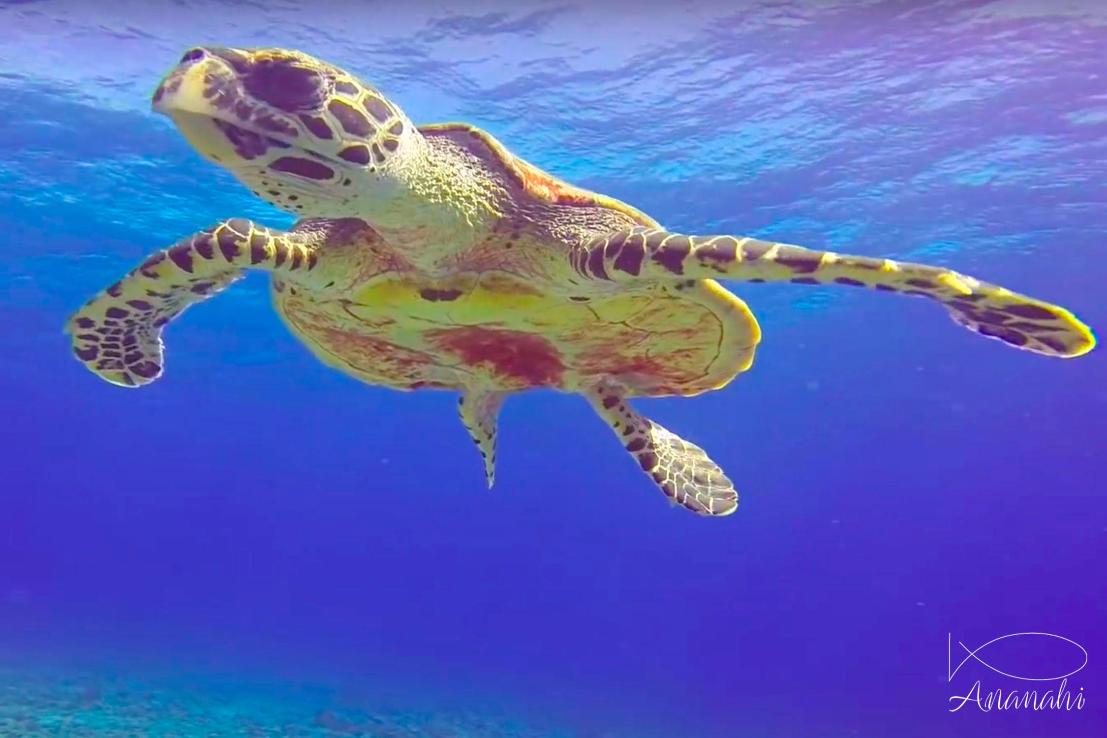 Tortue imbriquée de Polynésie française