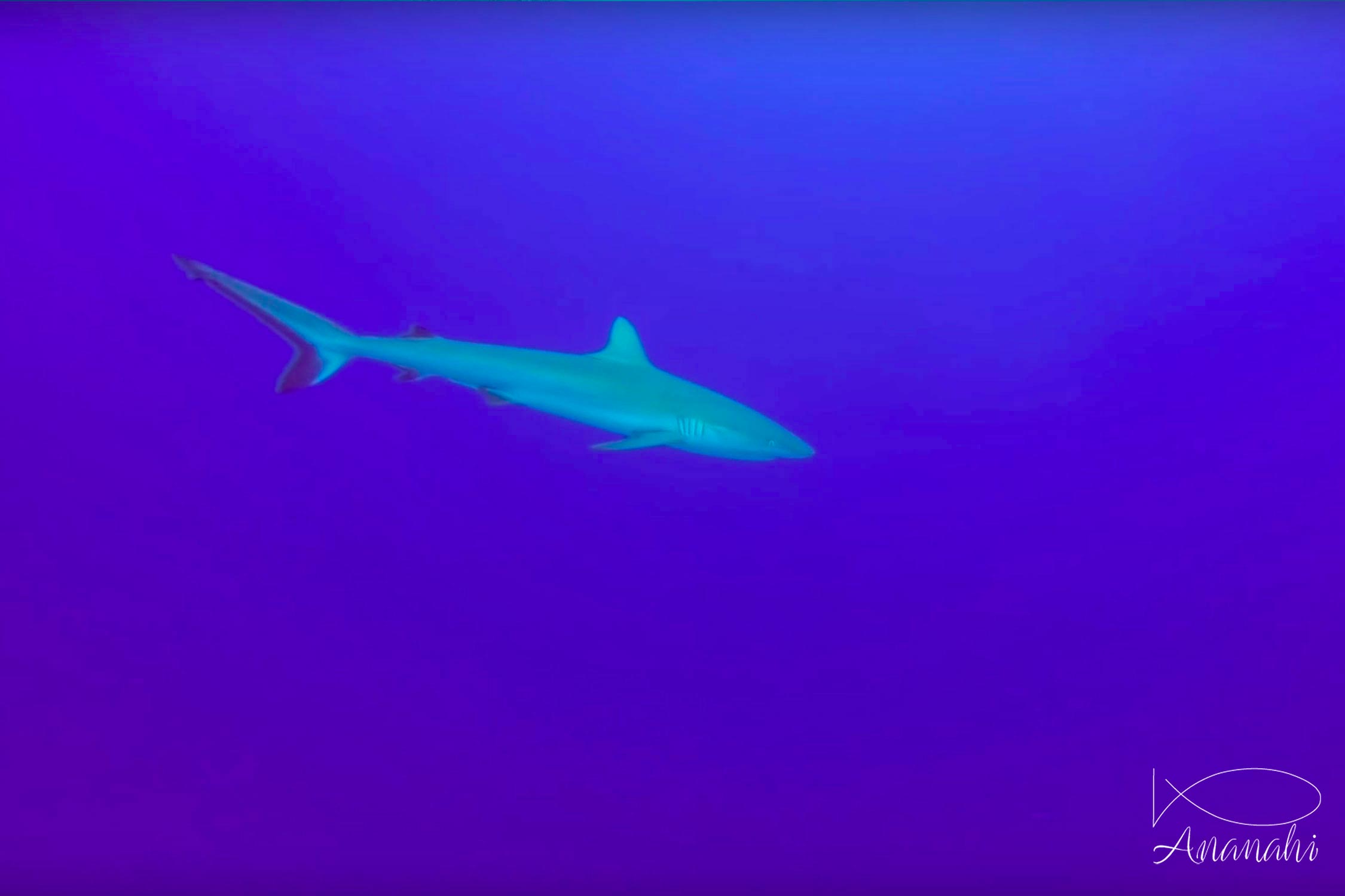 Requin gris de récif (dagsit) de Polynésie française