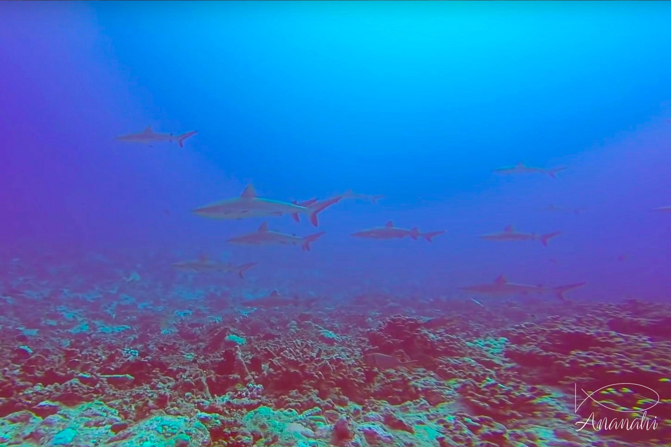 Requin gris de récif (dagsit) de Polynésie française