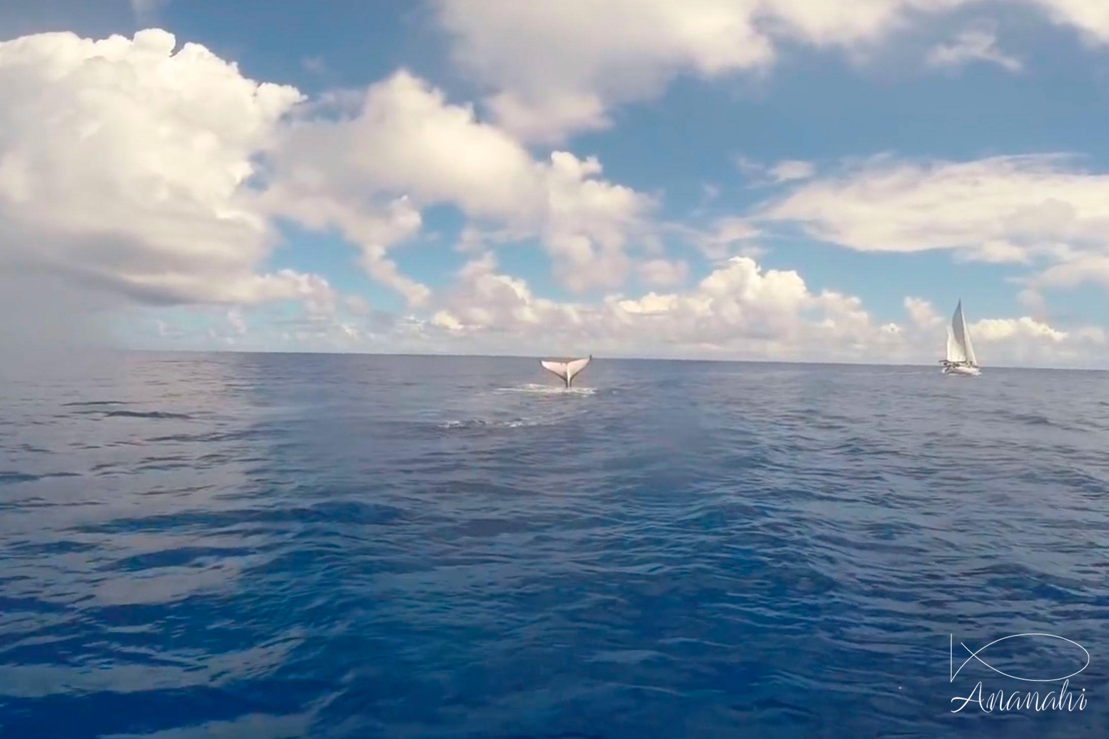 Baleine à bosse de Polynésie française