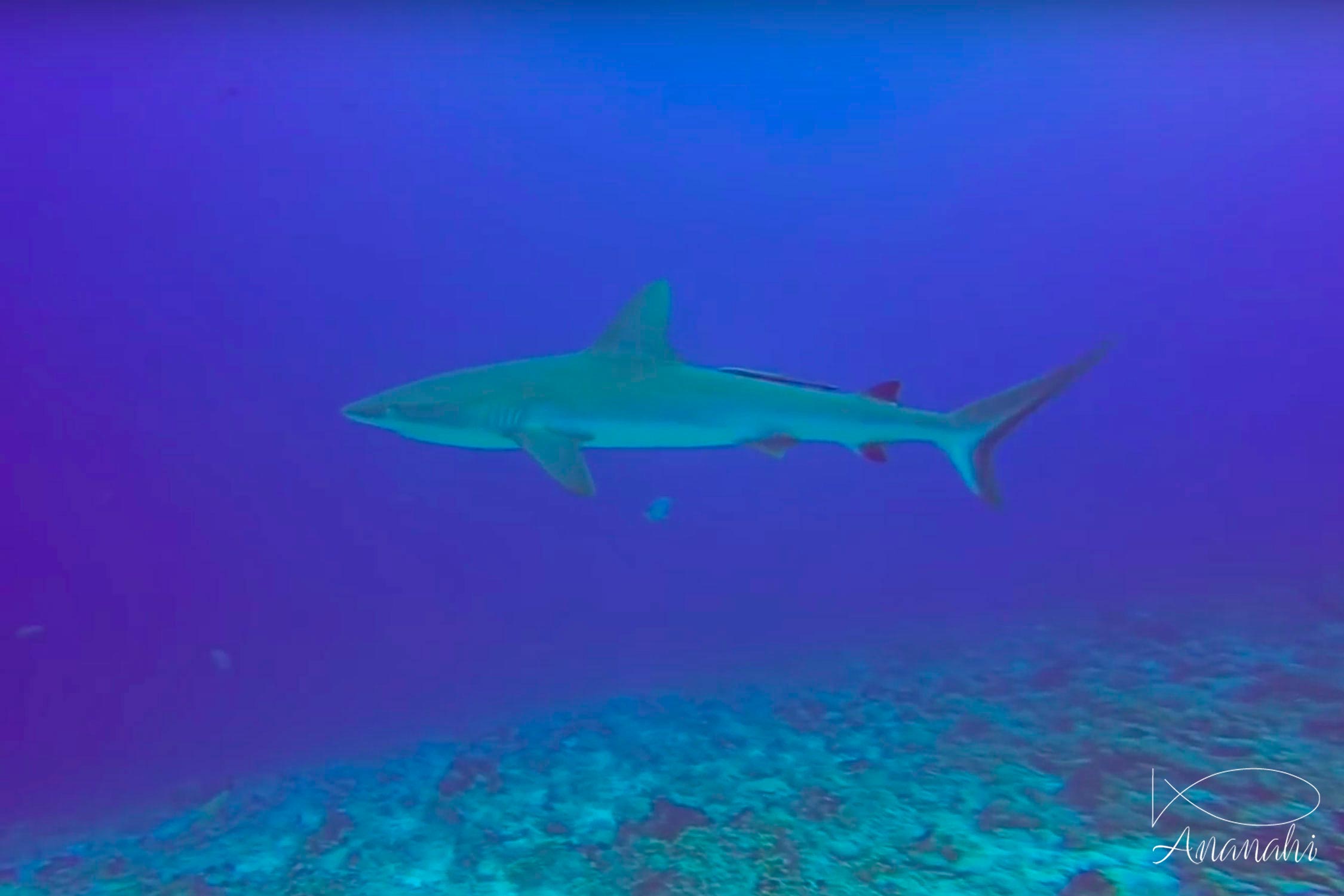 Requin gris de récif (dagsit) de Polynésie française