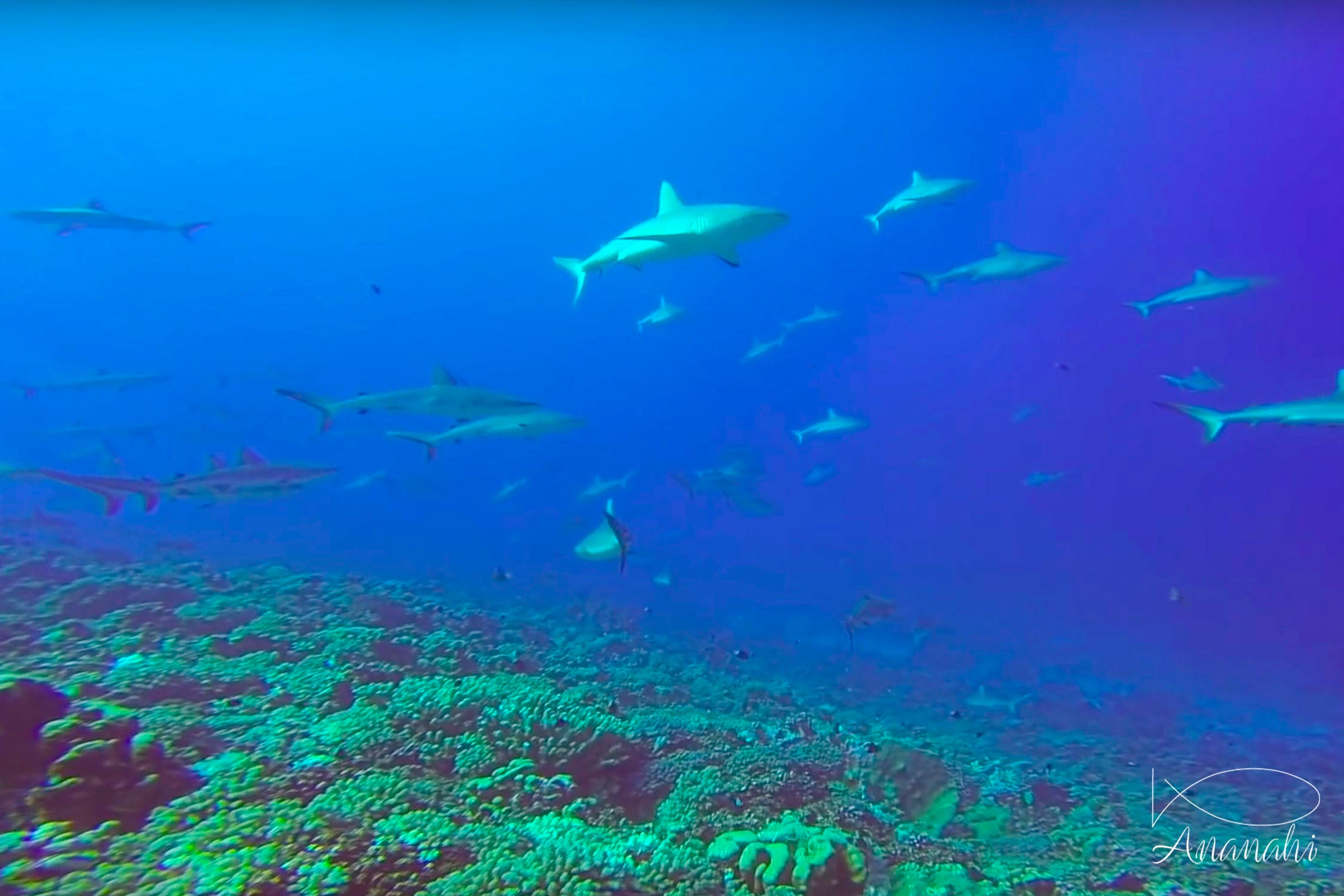 Requin gris de récif (dagsit) de Polynésie française