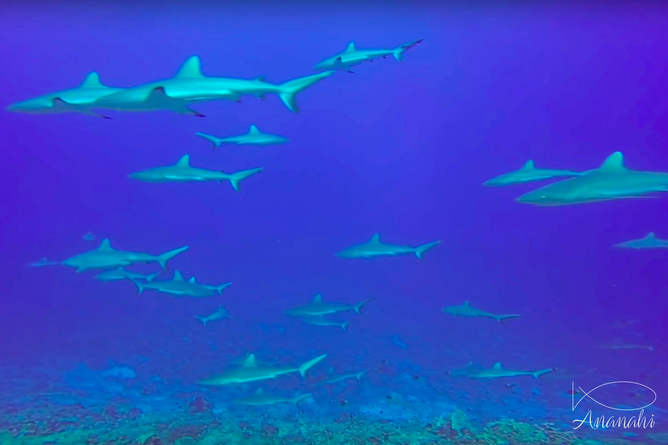 Requin gris de récif (dagsit) de Polynésie française