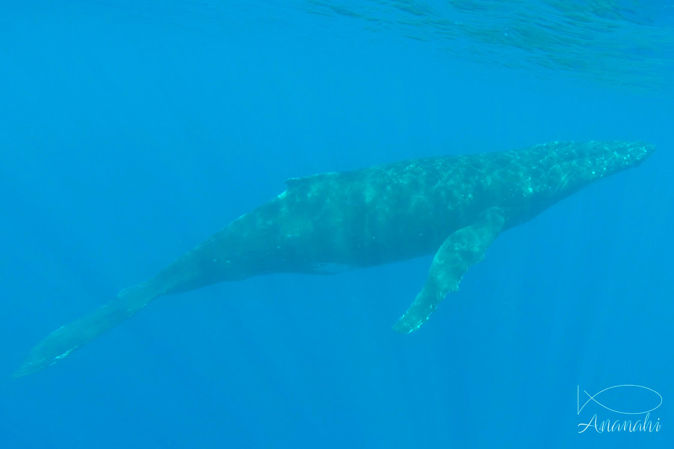 Baleine à bosse de Polynésie française