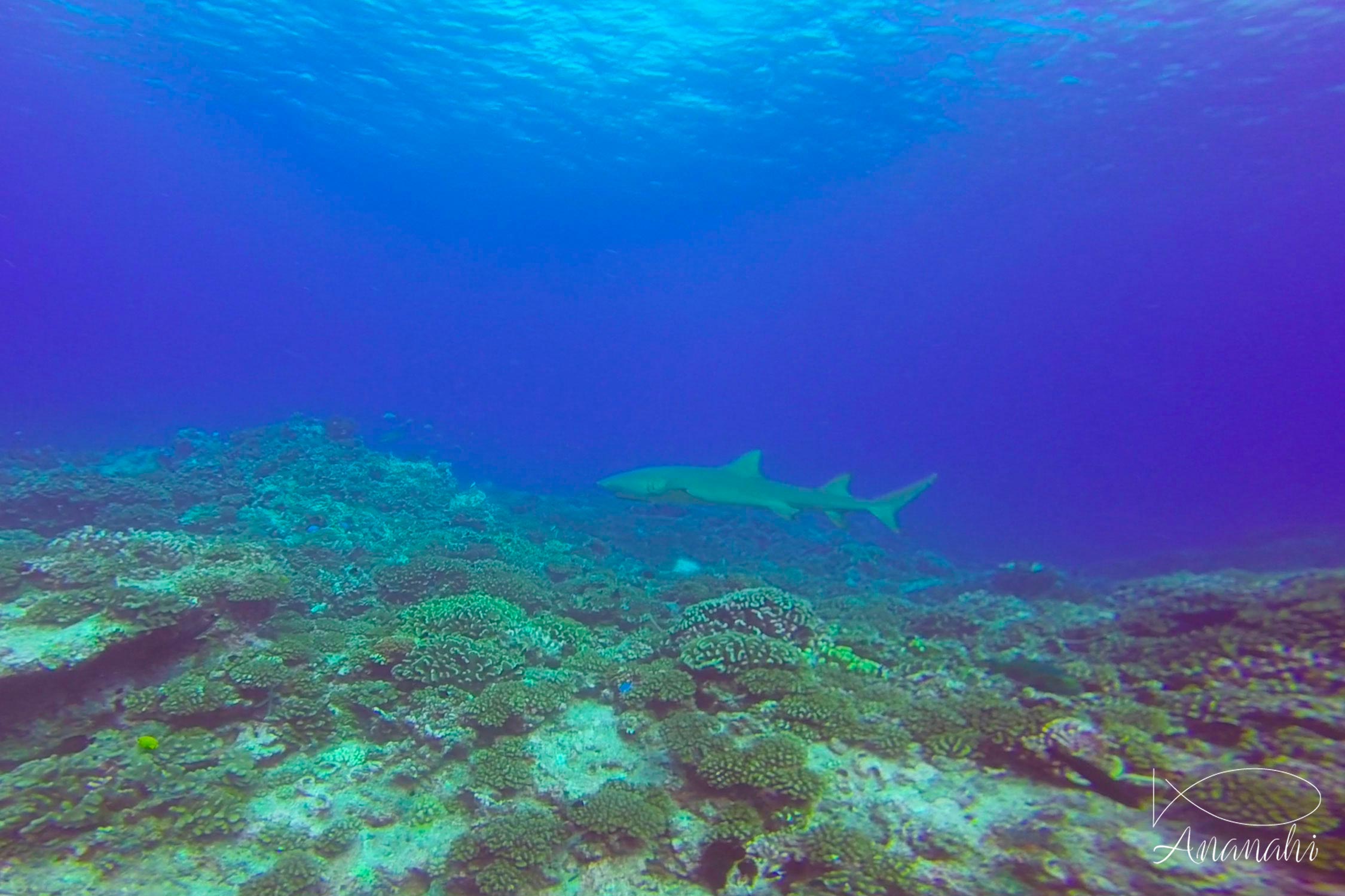 Requin citron faucille de Polynésie française