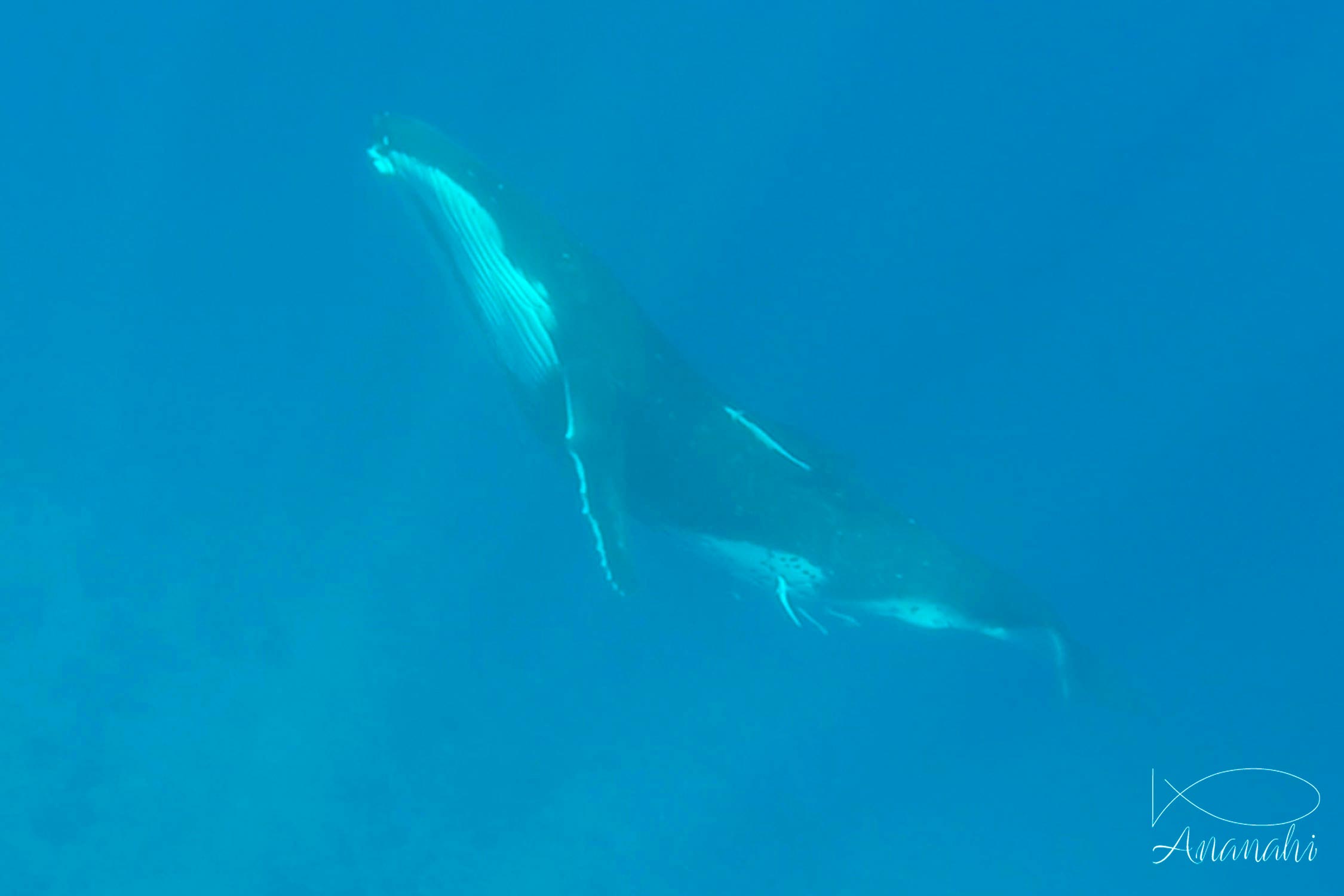 Baleine à bosse de Polynésie française