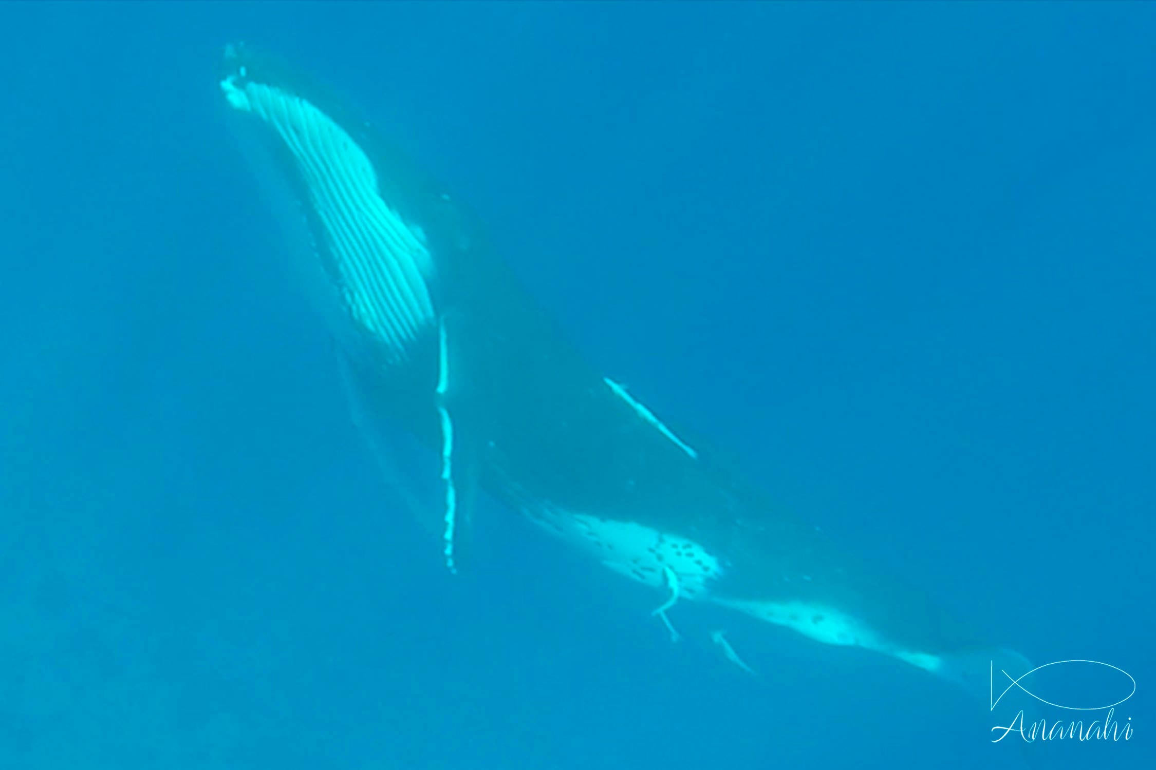 Baleine à bosse de Polynésie française