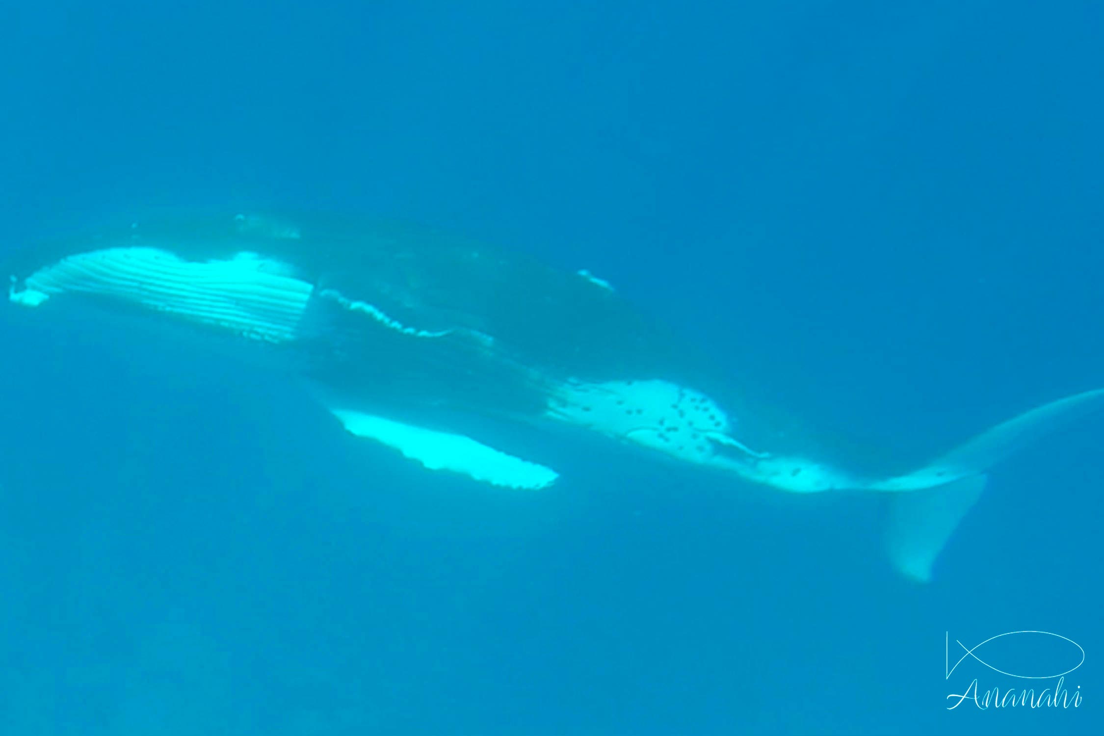 Baleine à bosse de Polynésie française