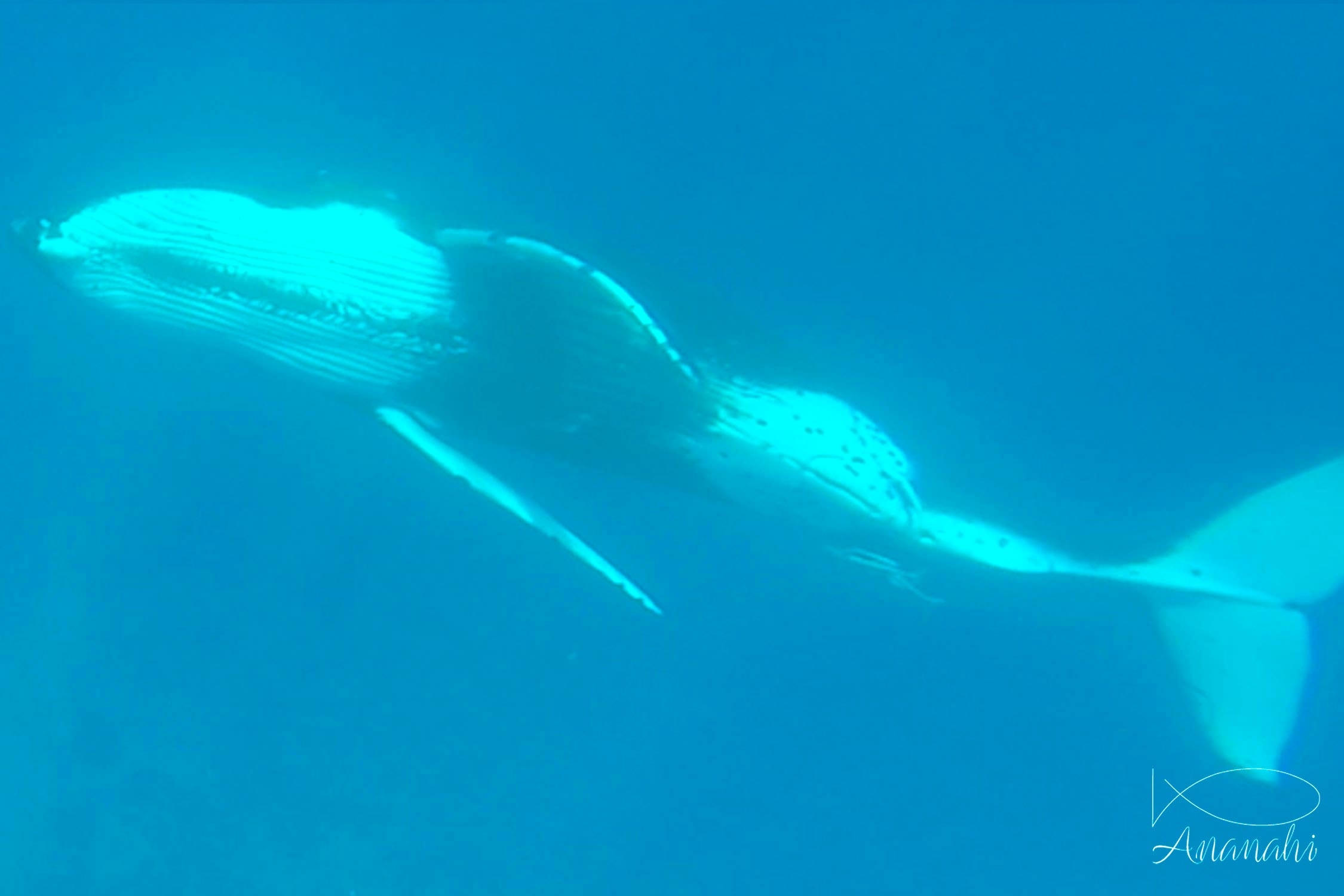 Baleine à bosse de Polynésie française
