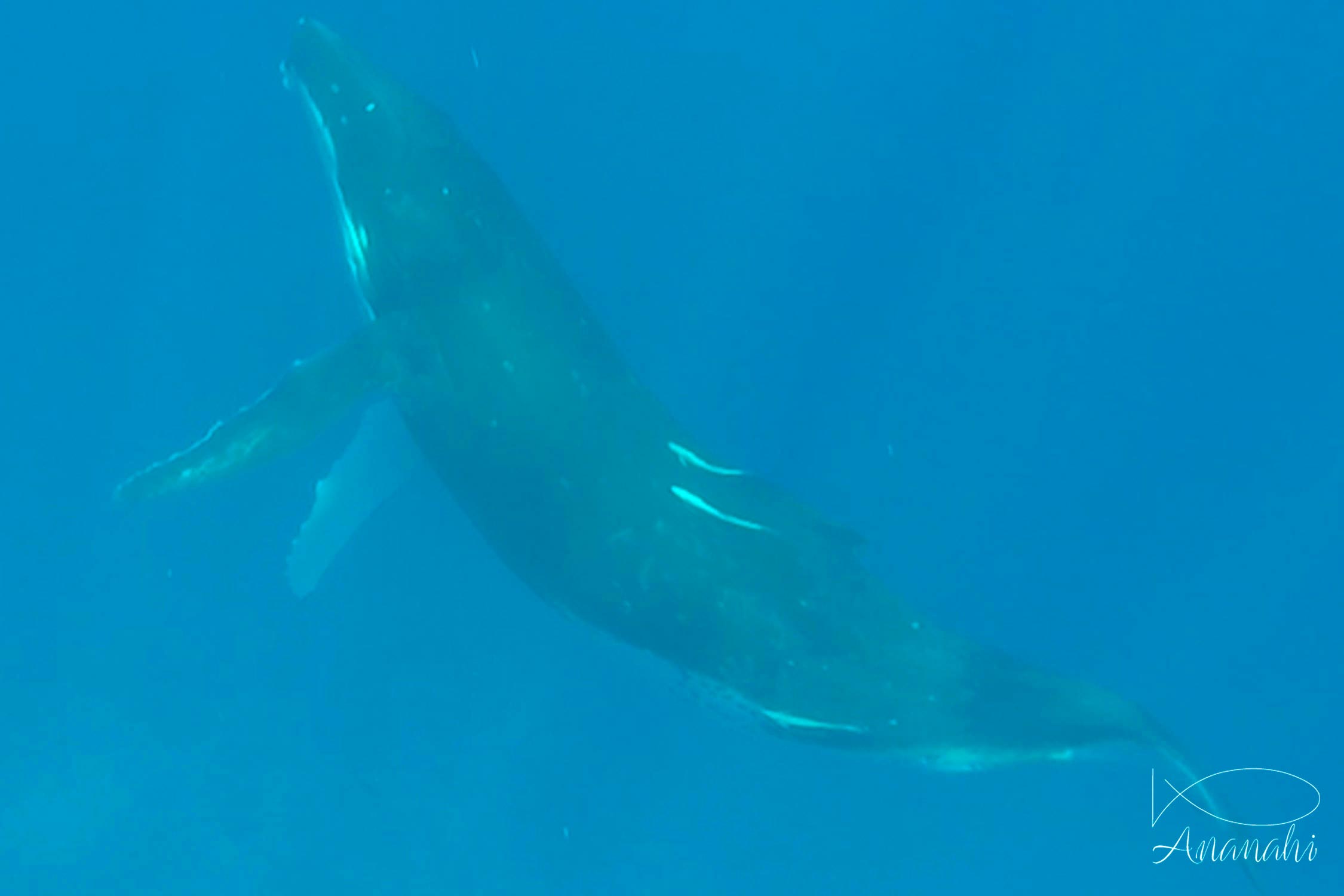 Baleine à bosse de Polynésie française