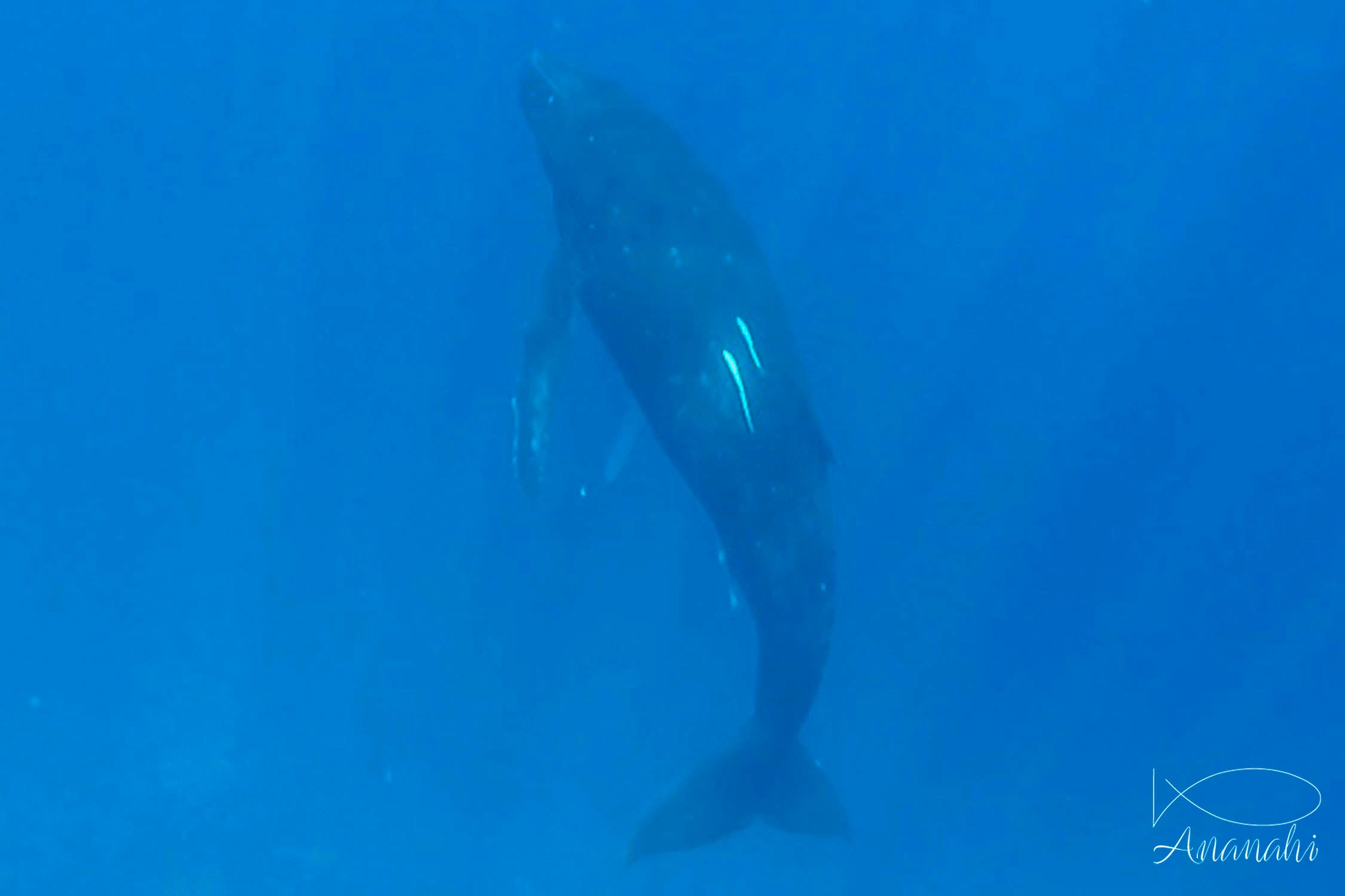 Baleine à bosse de Polynésie française