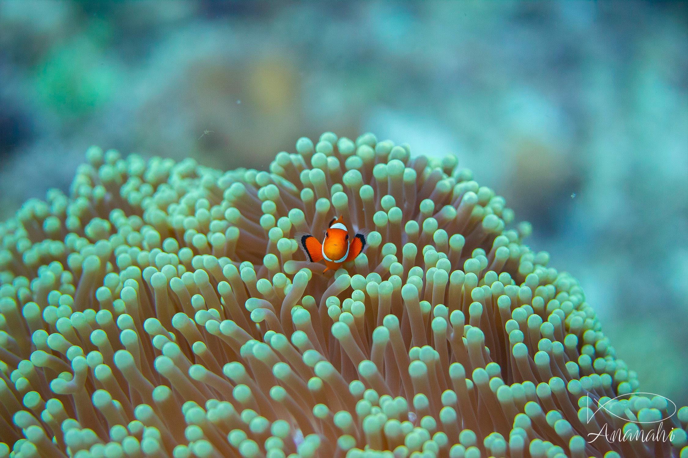 Poisson clown à trois bandes de Raja Ampat