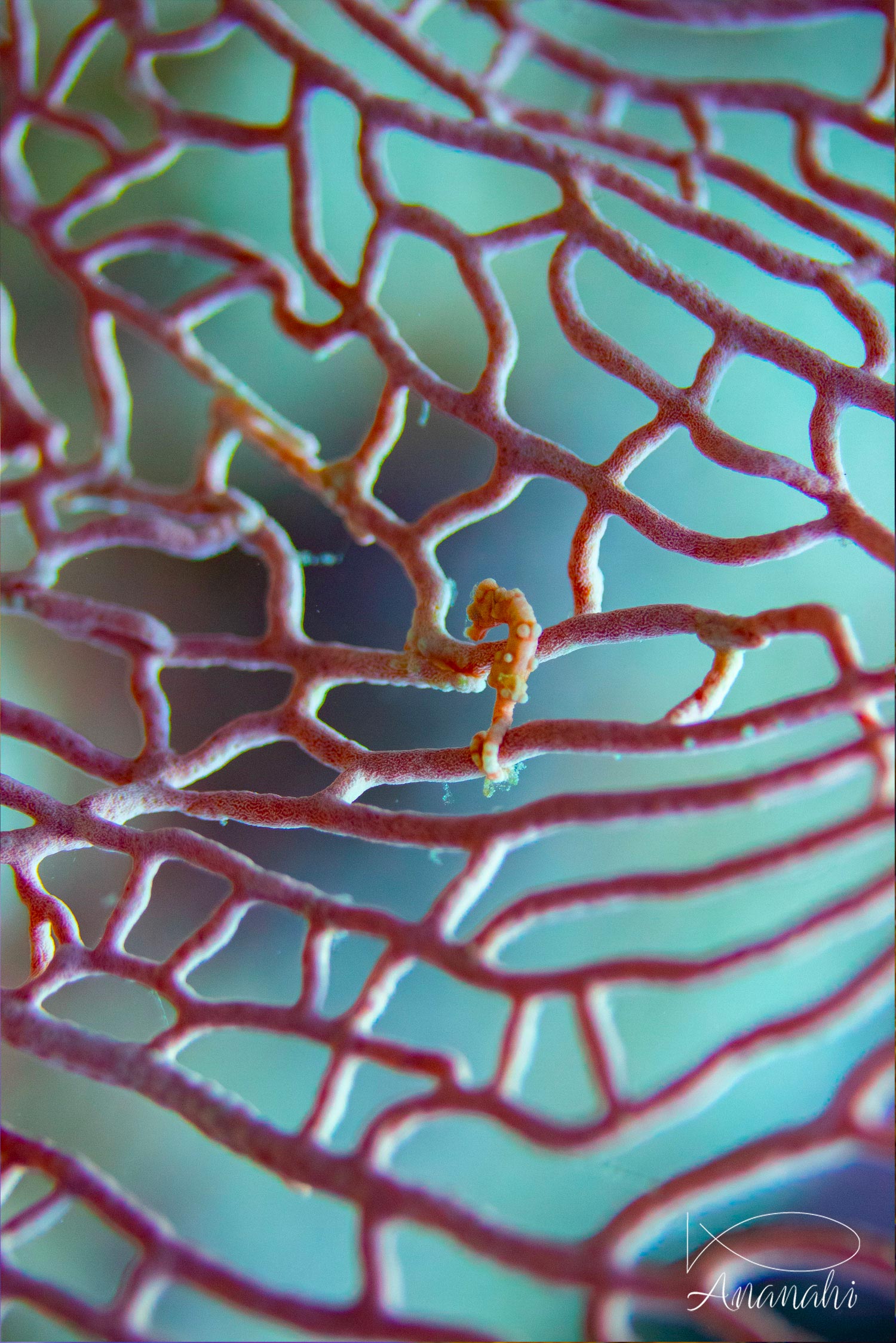 Hippocampe pygmée des gorgones de Raja Ampat