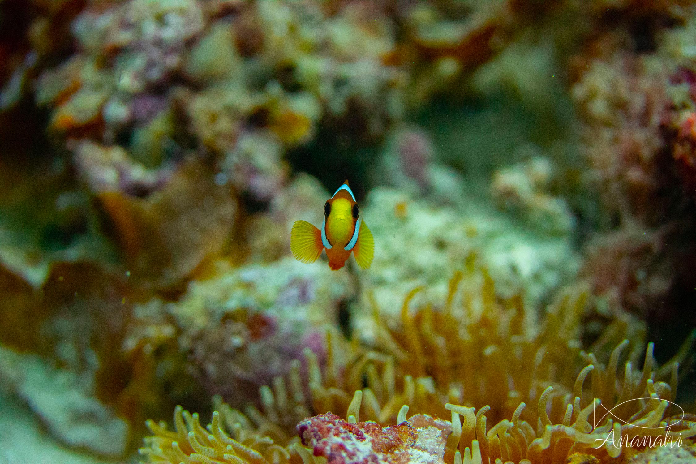 Poisson clown à trois bandes de Raja Ampat