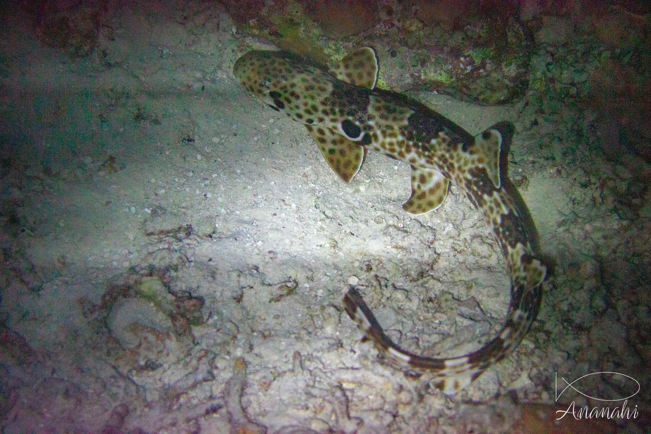 Requin-chabot de Raja Ampat