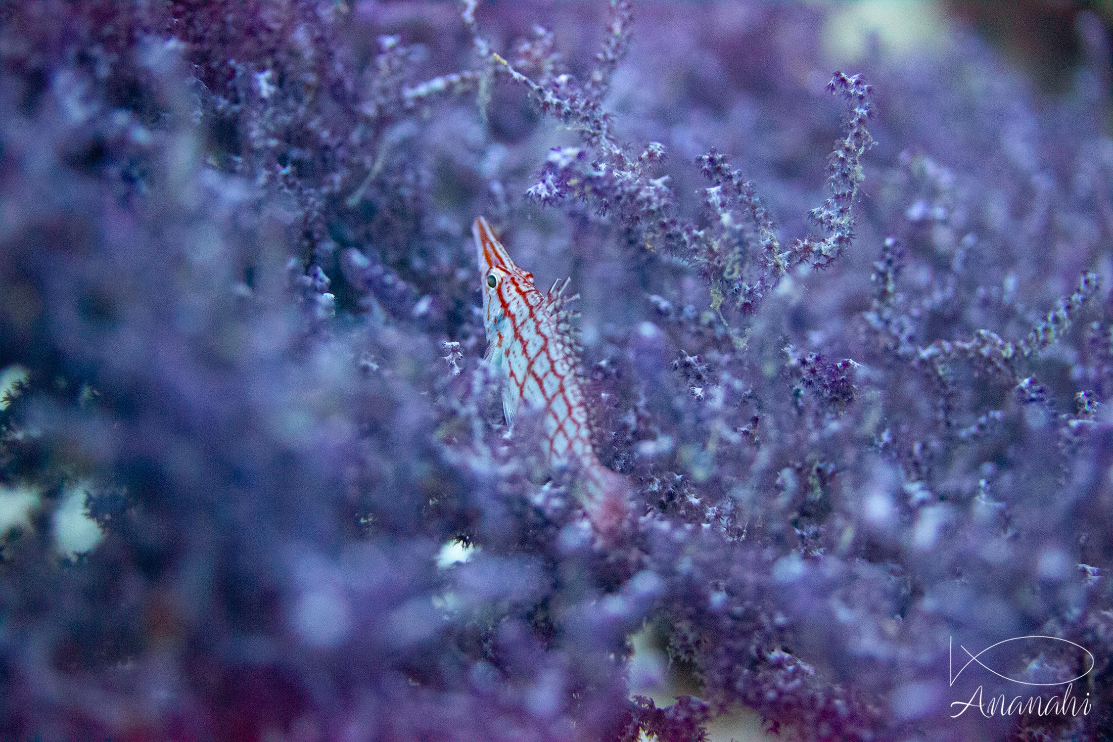 Poisson-faucon à long nez de Raja Ampat