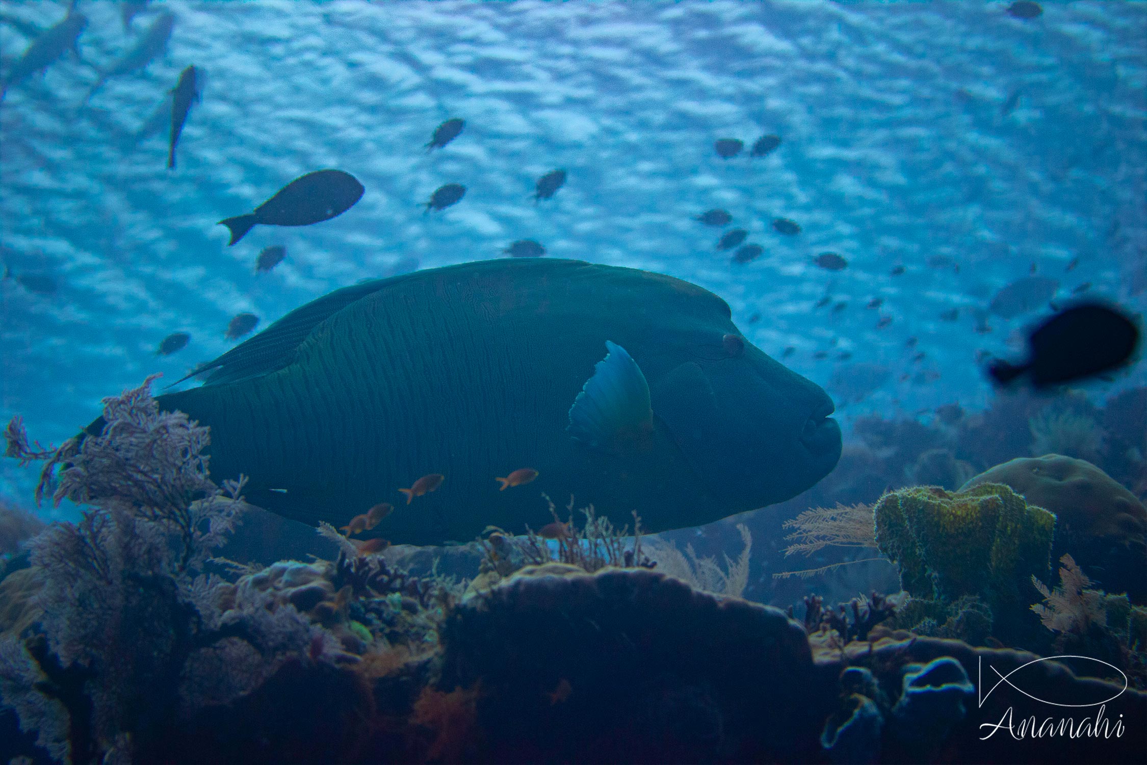 Napoléon de Raja Ampat