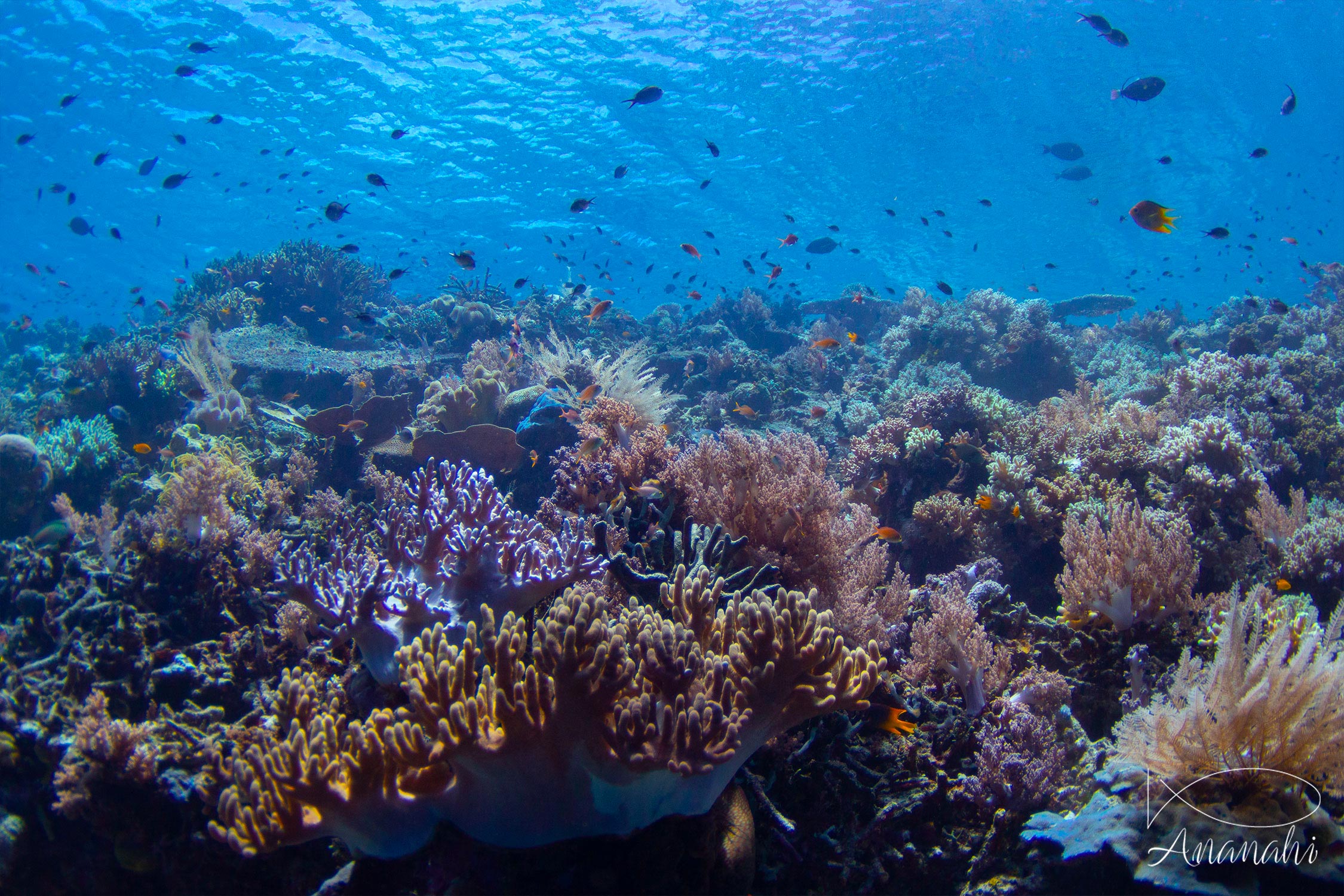 Coraux divers de Raja Ampat