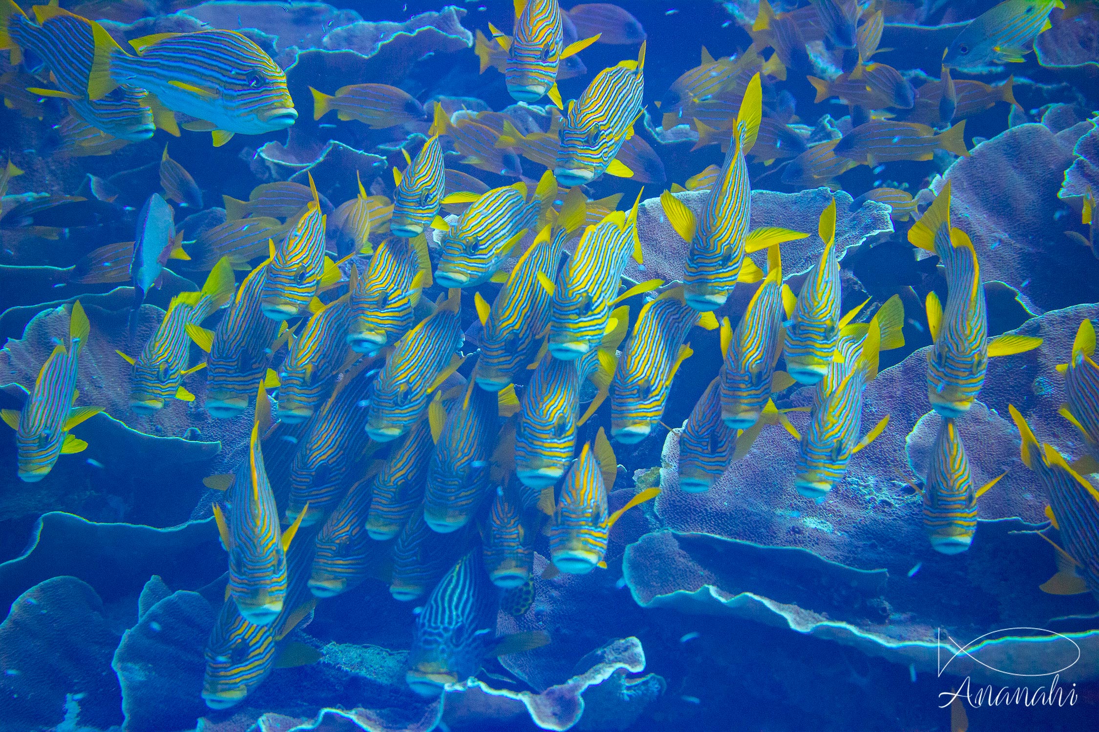 Perche à raies bleues de Raja Ampat