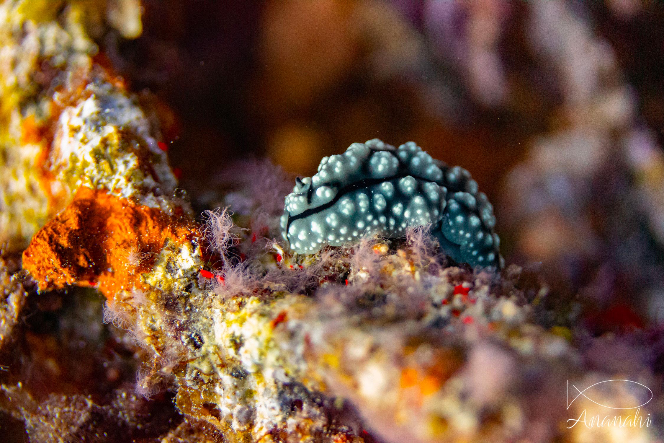 Phyllidie pustuleuse de Raja Ampat