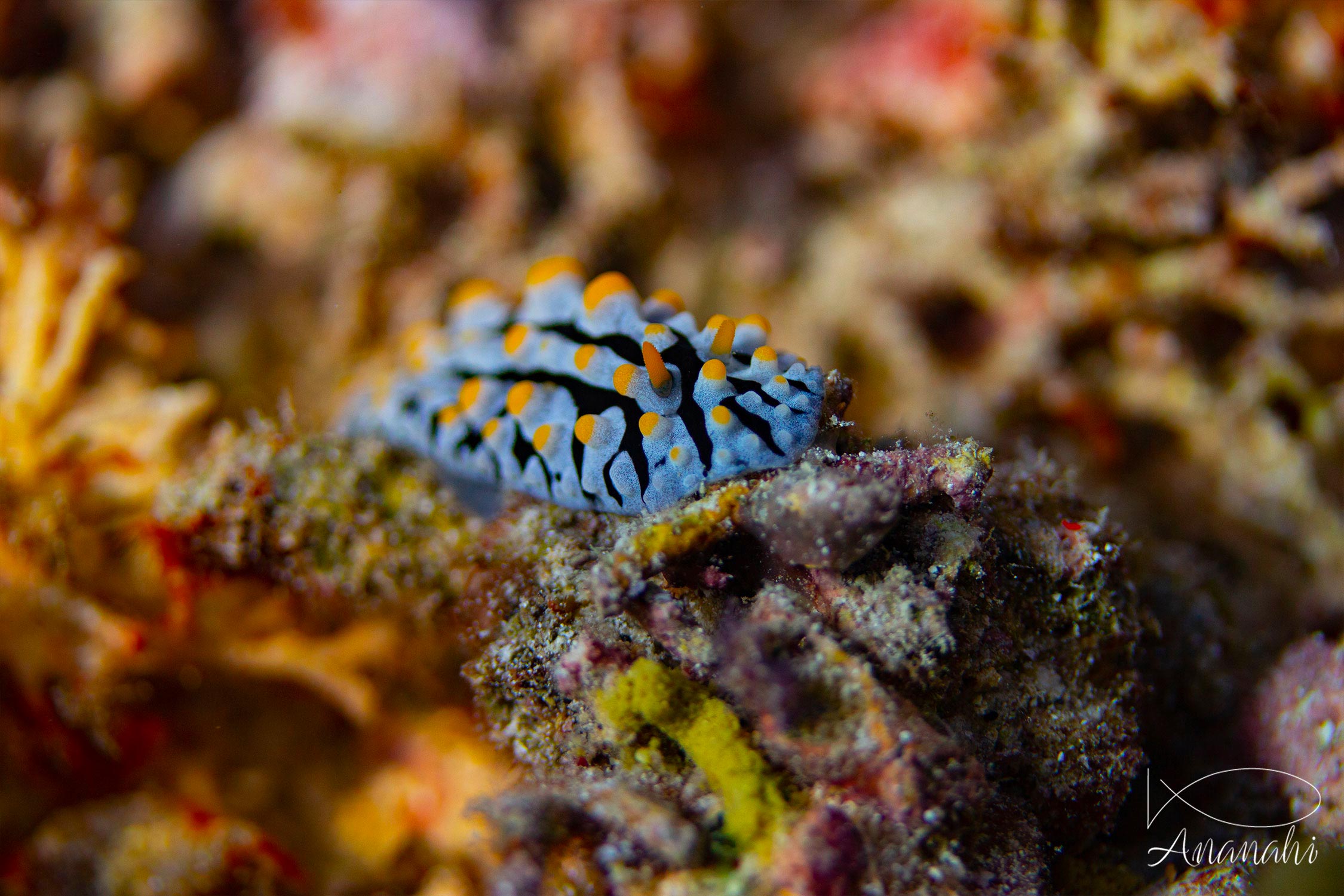 Phyllidie verruqueuse de Raja Ampat