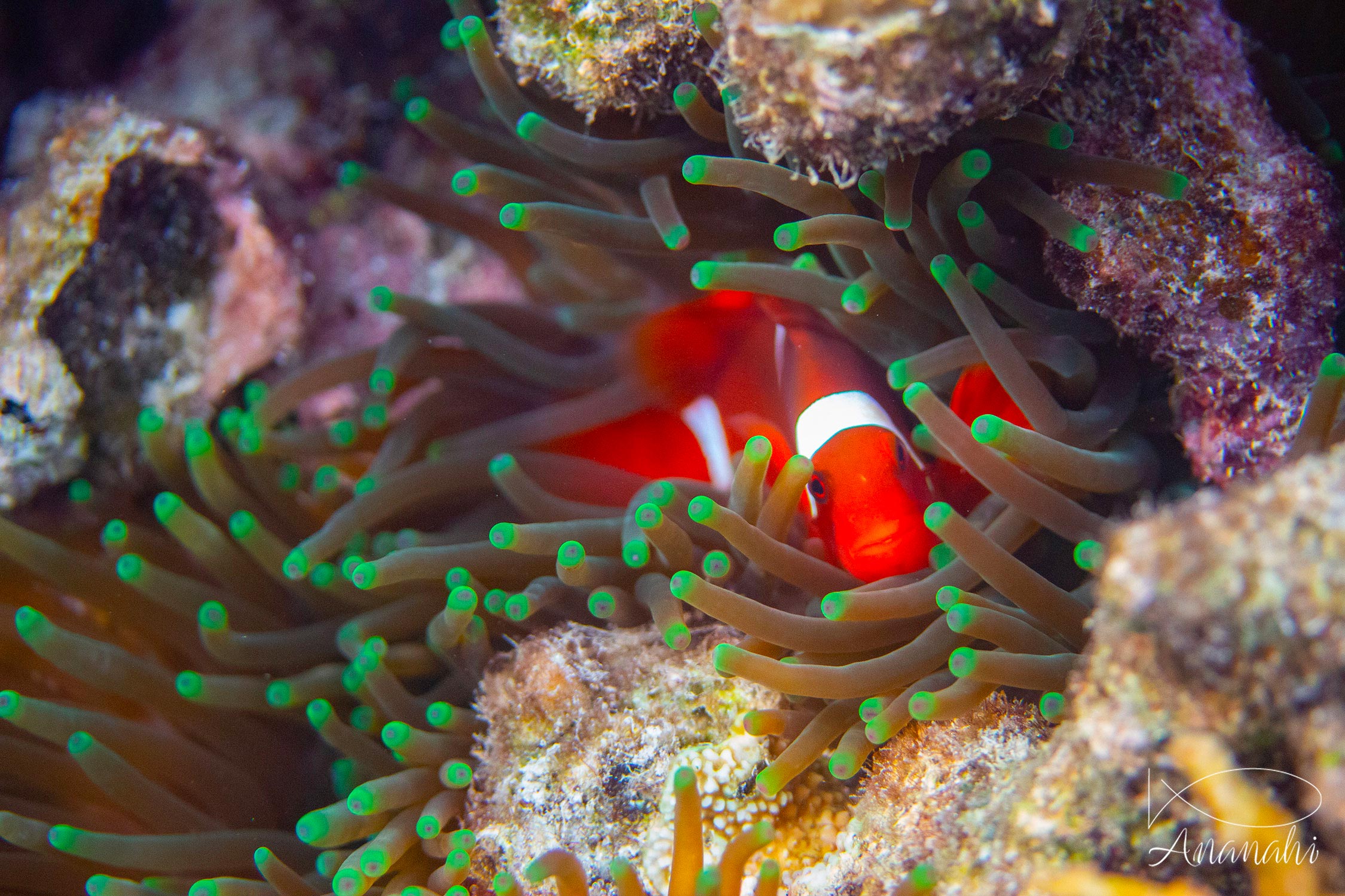 Poisson clown à trois bandes de Raja Ampat