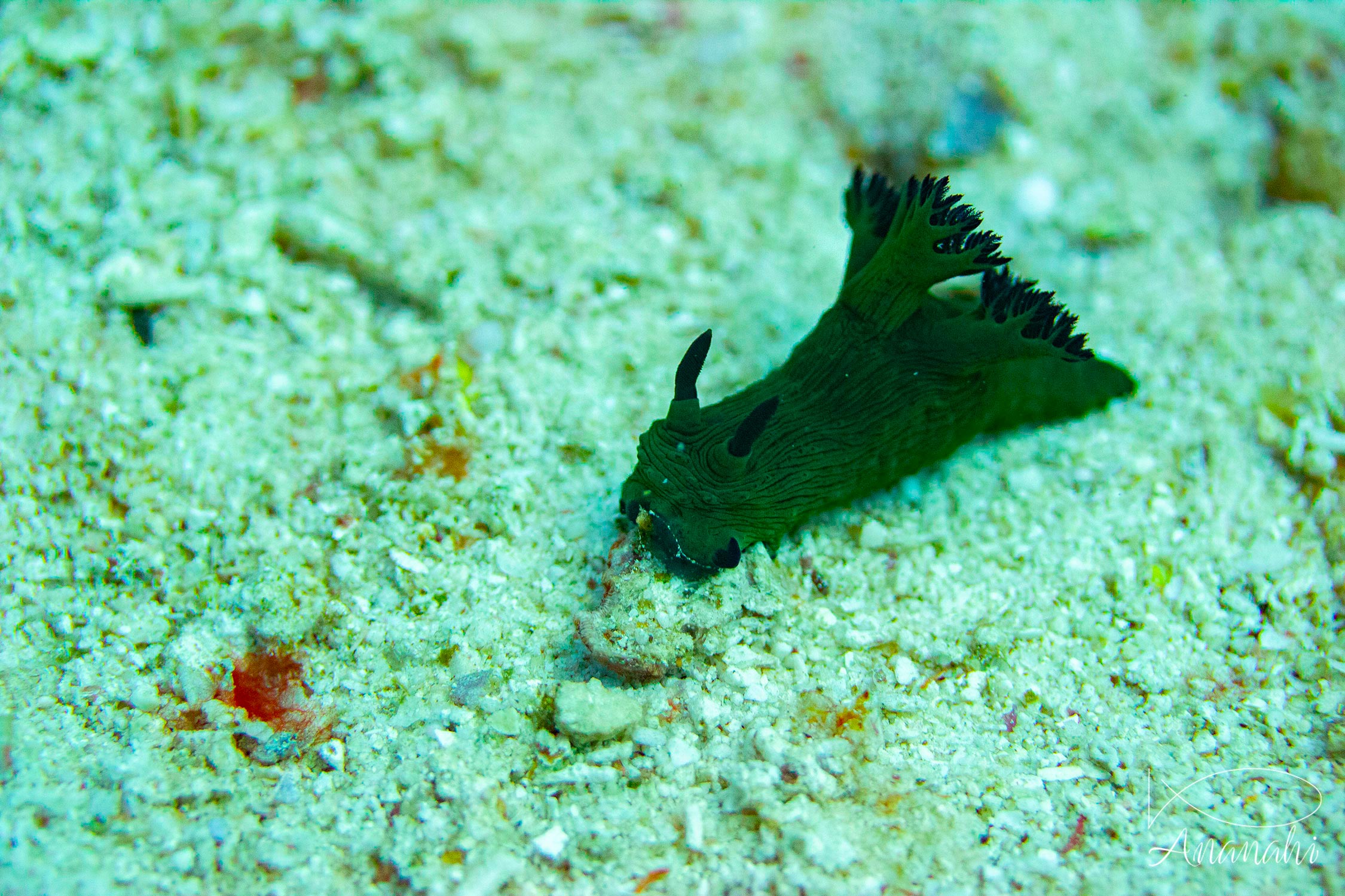 Nembrotha de Miller de Raja Ampat