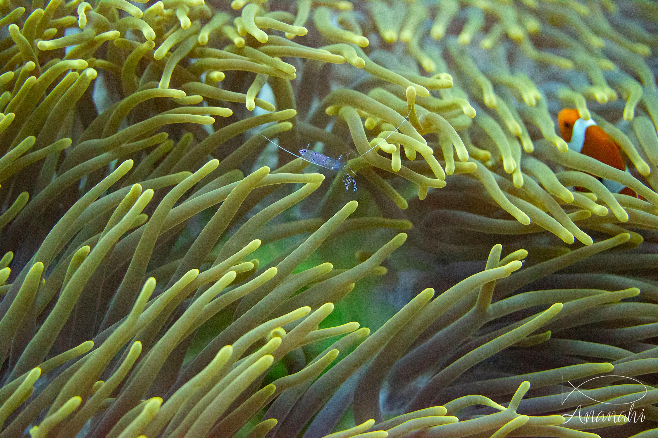 Crevettes d'anemone Sarasvati de Raja Ampat